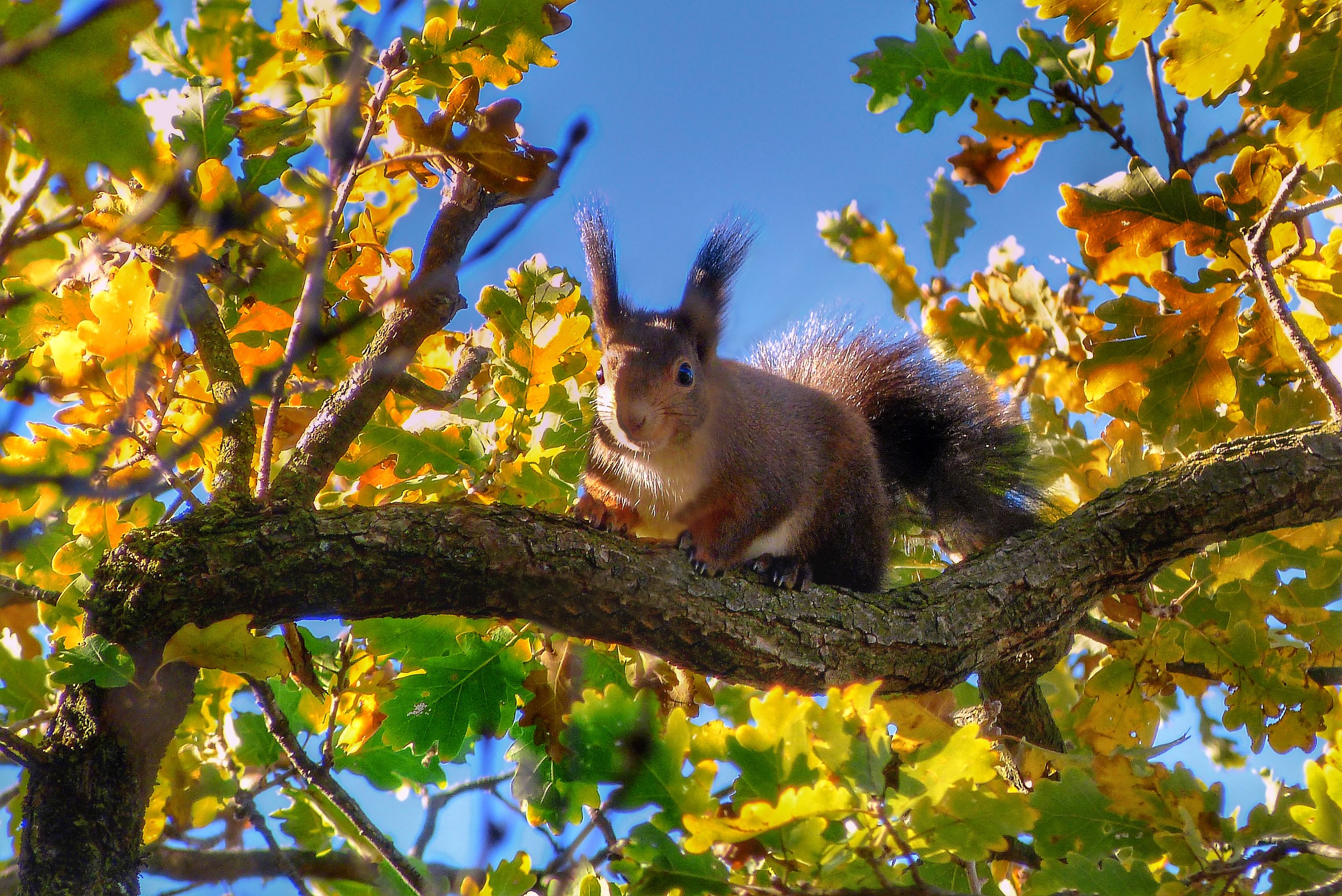 Squirrel posing