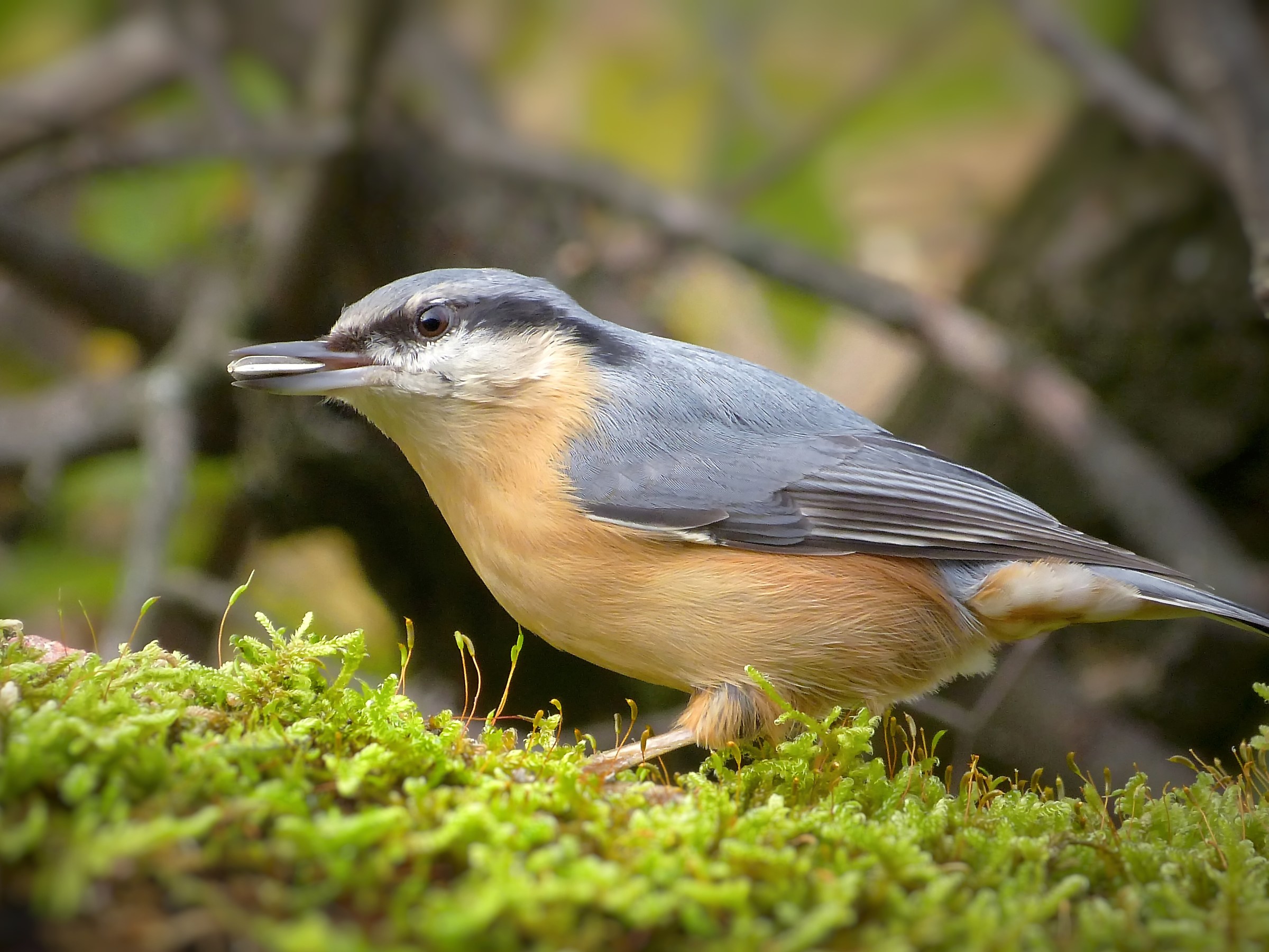 Nuthatch