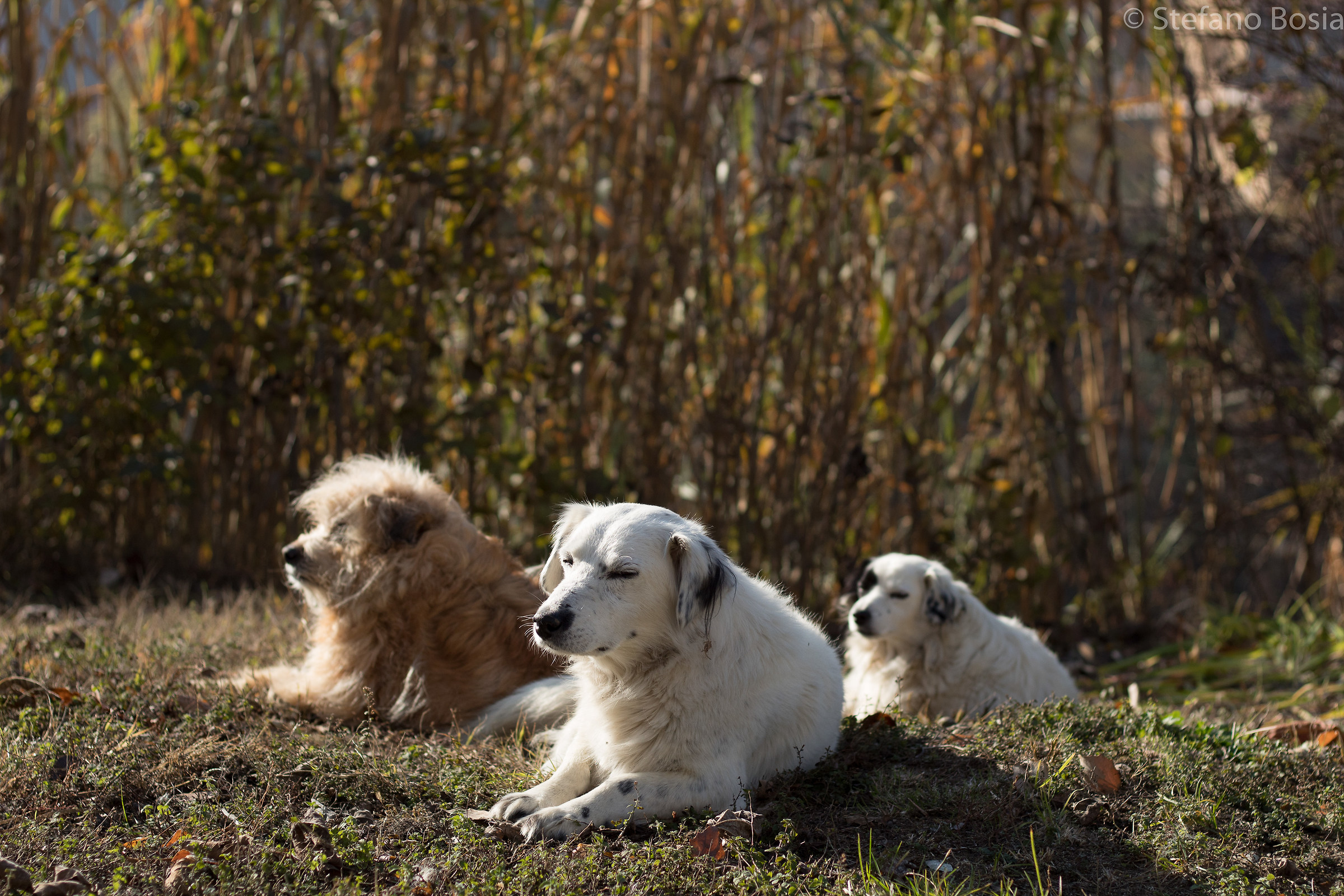 Dogs that make lizards