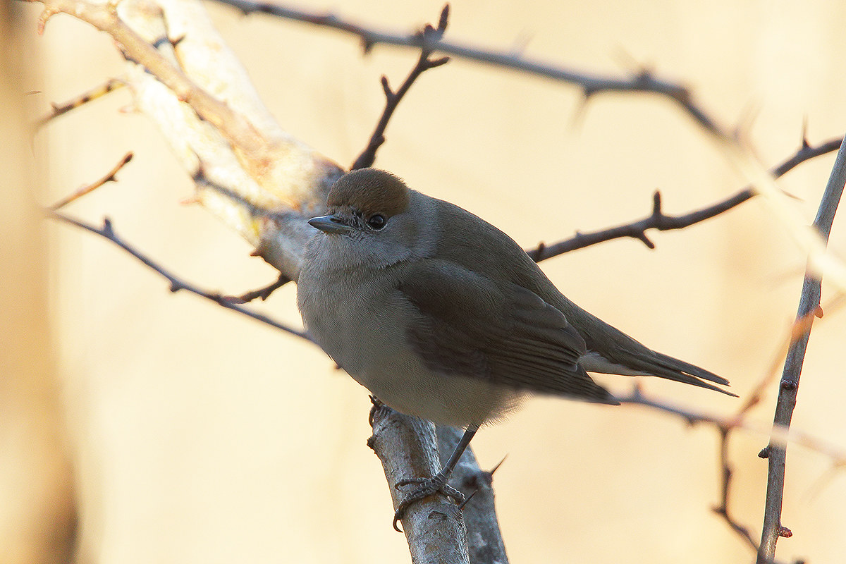 the blackcap