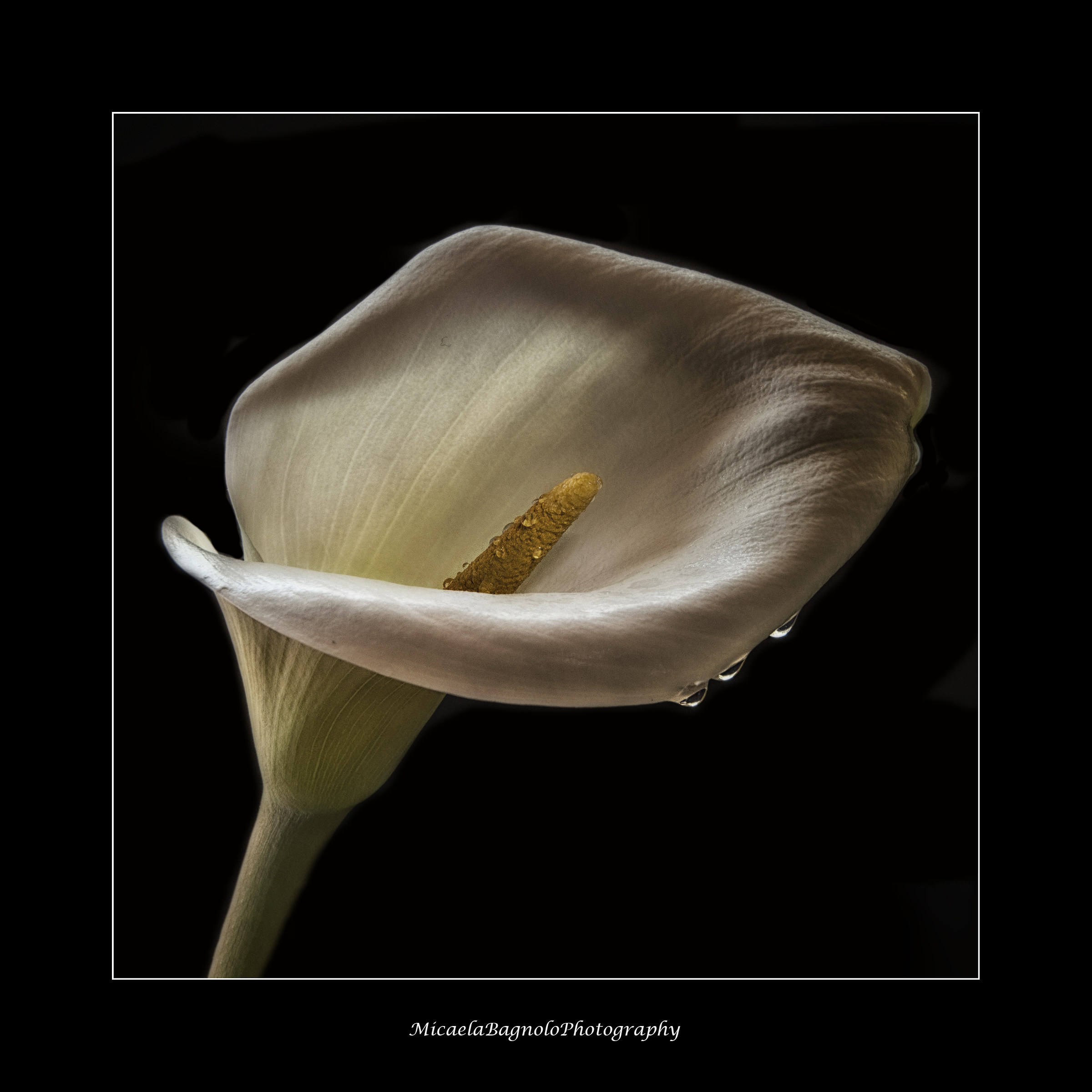Calla