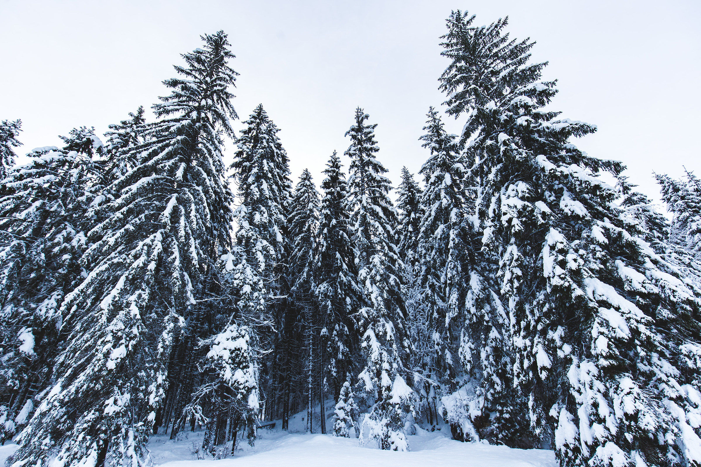 The snow-covered trees of the upper lake of Fusine