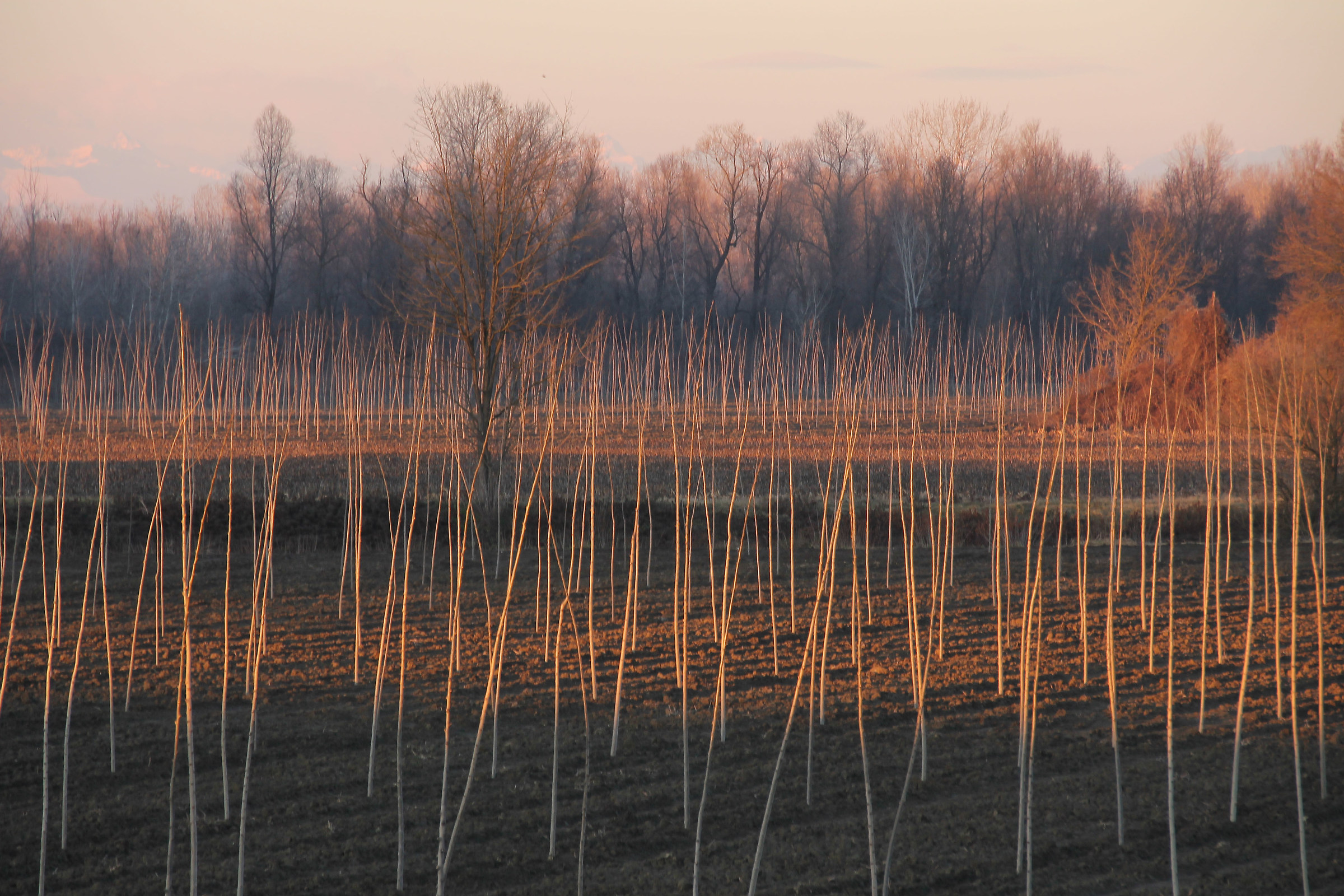 sunset in the floodplain