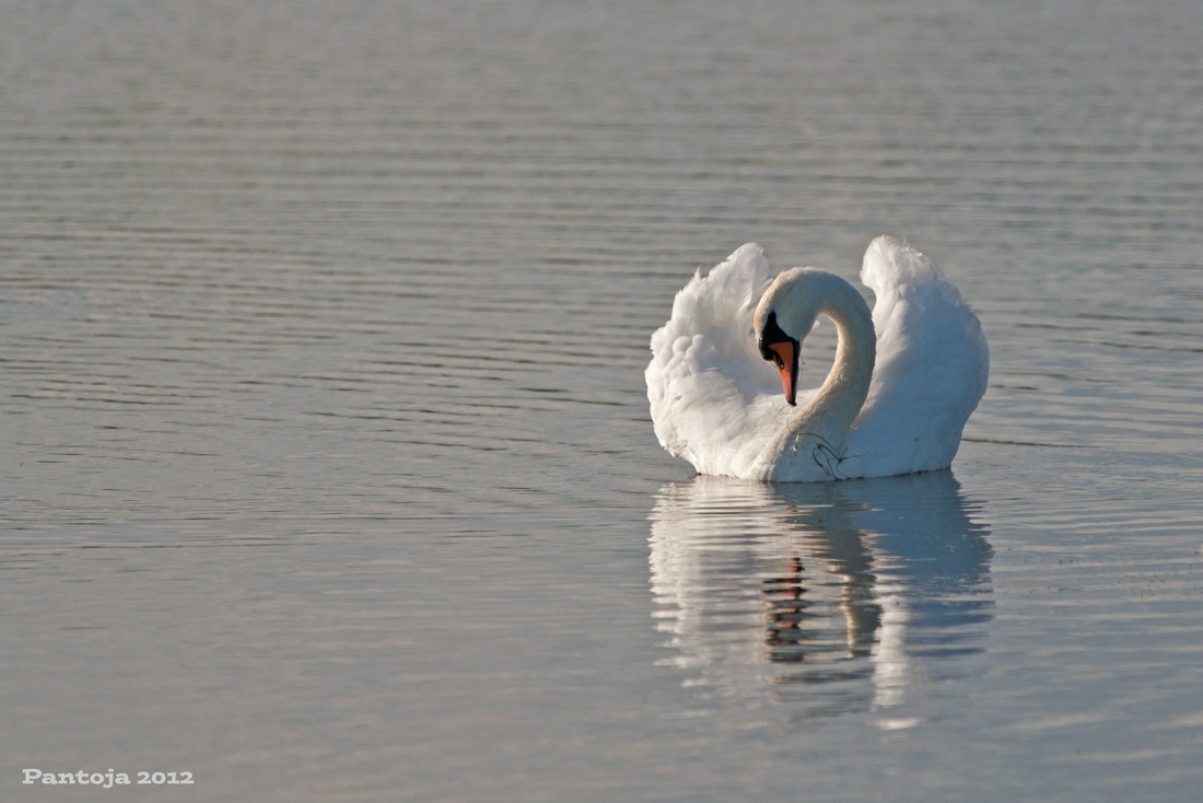 Swan
