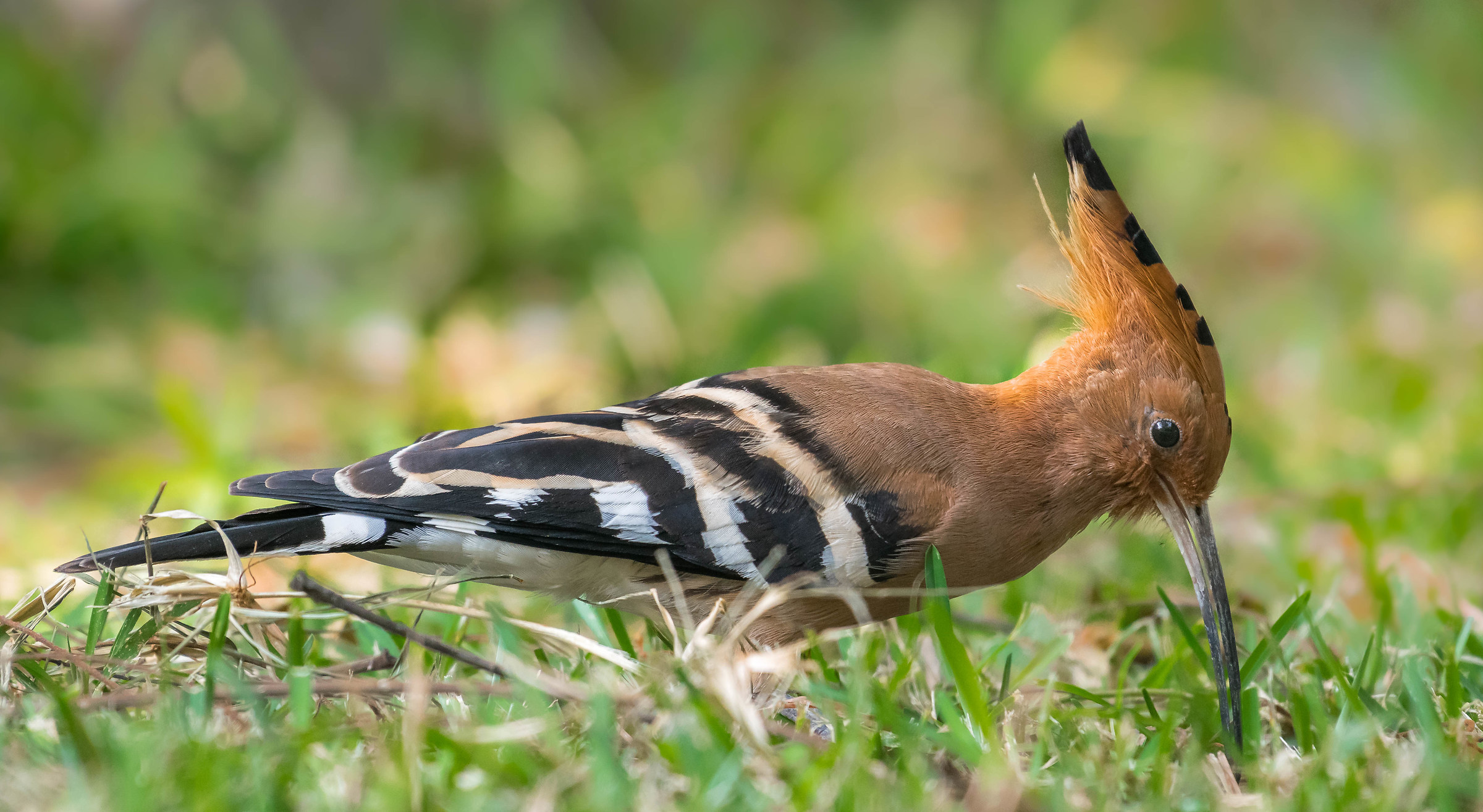 Hoopoe