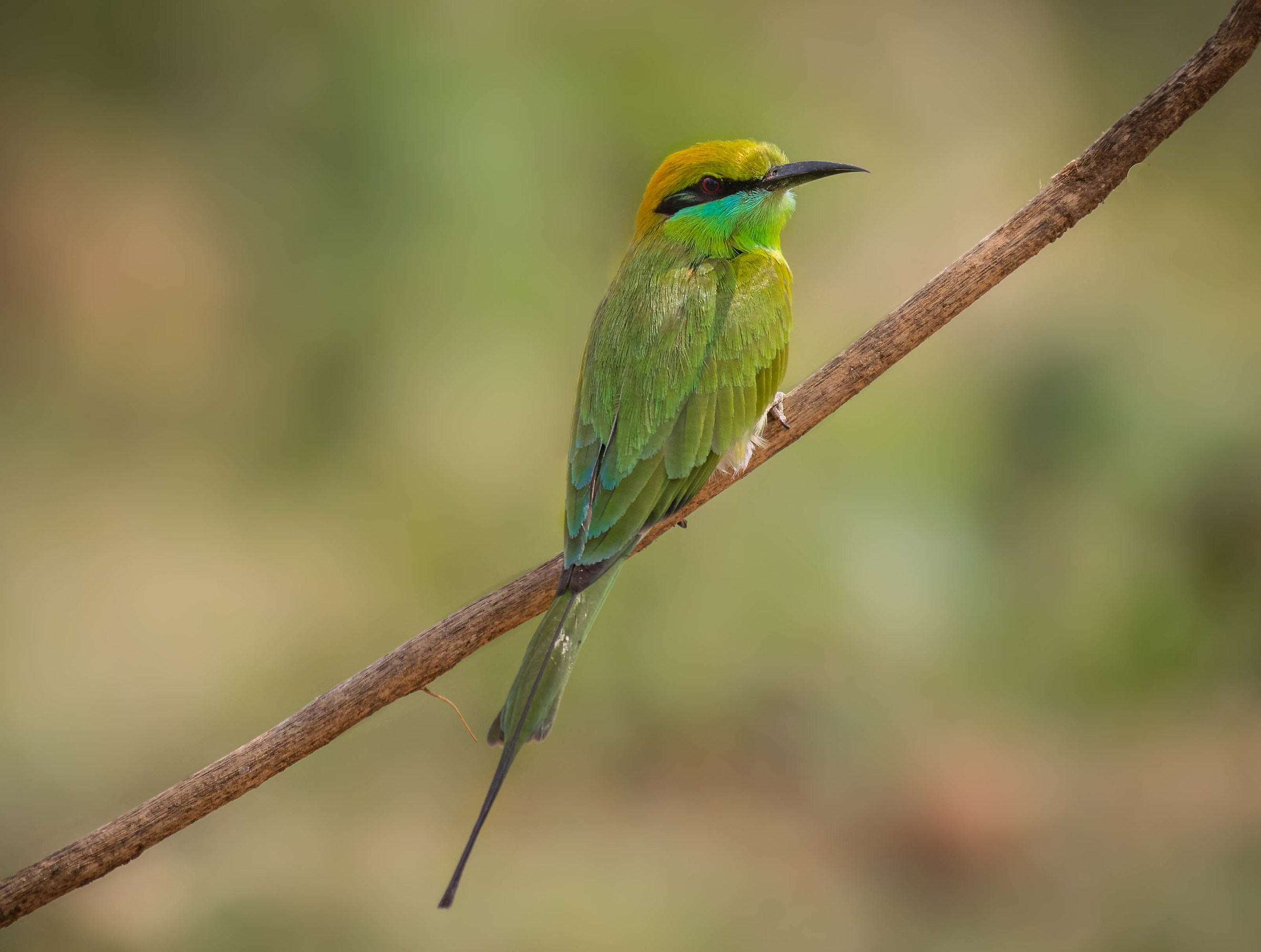 Green bee-eater