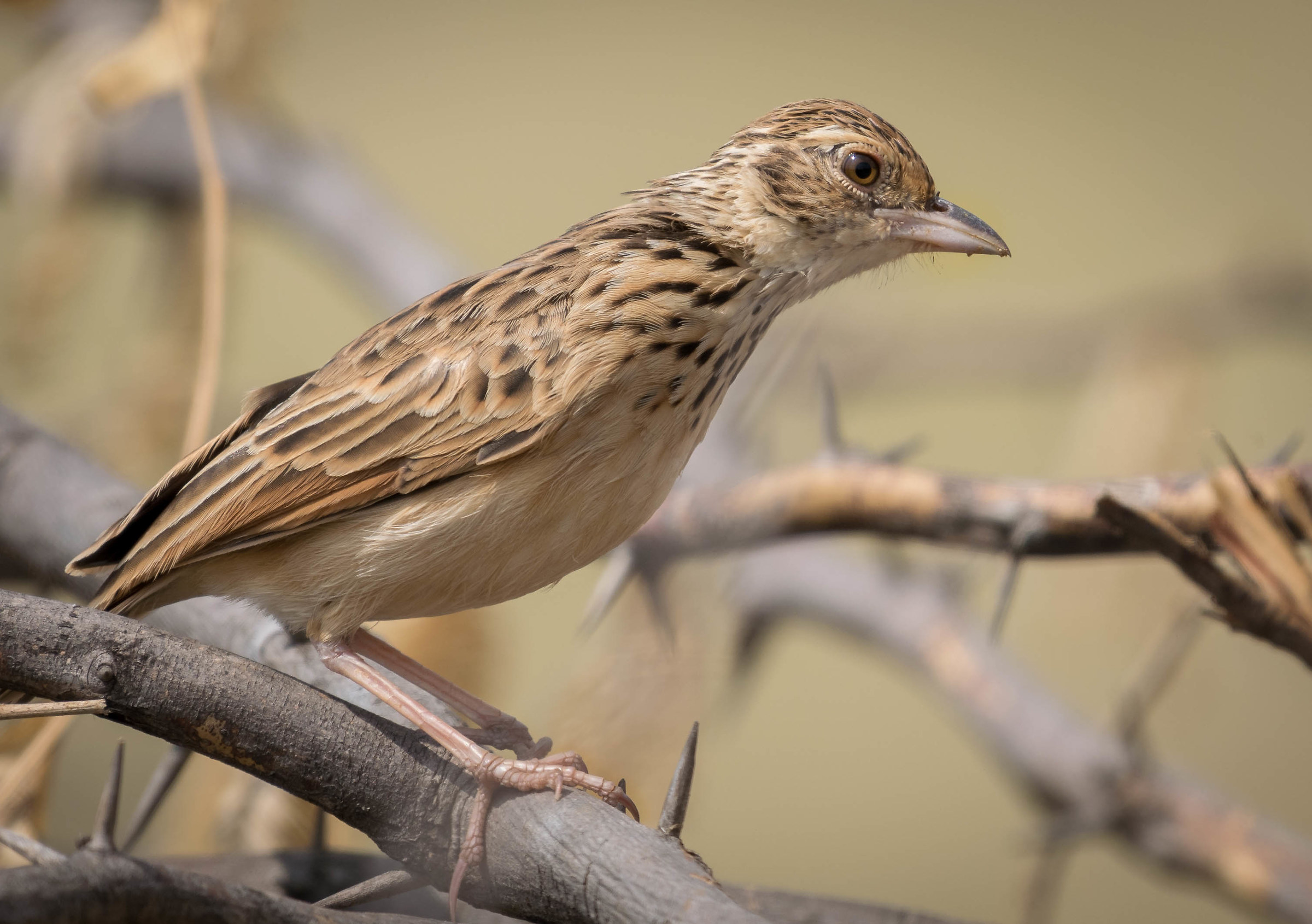 Jerdon's bush lark