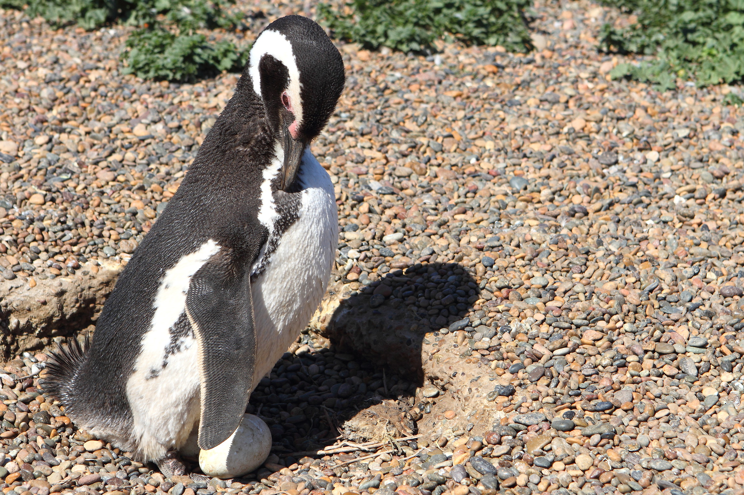 Male of Magellanic Penguin in hatching