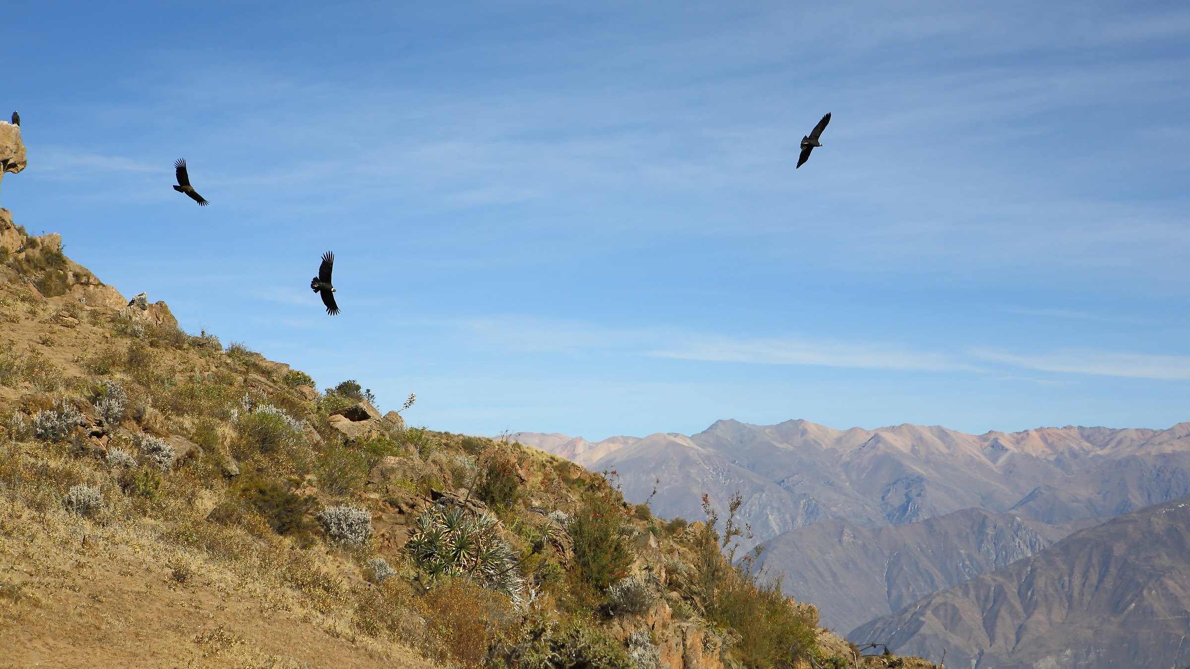Condor in the Colca Canyon, Peru
