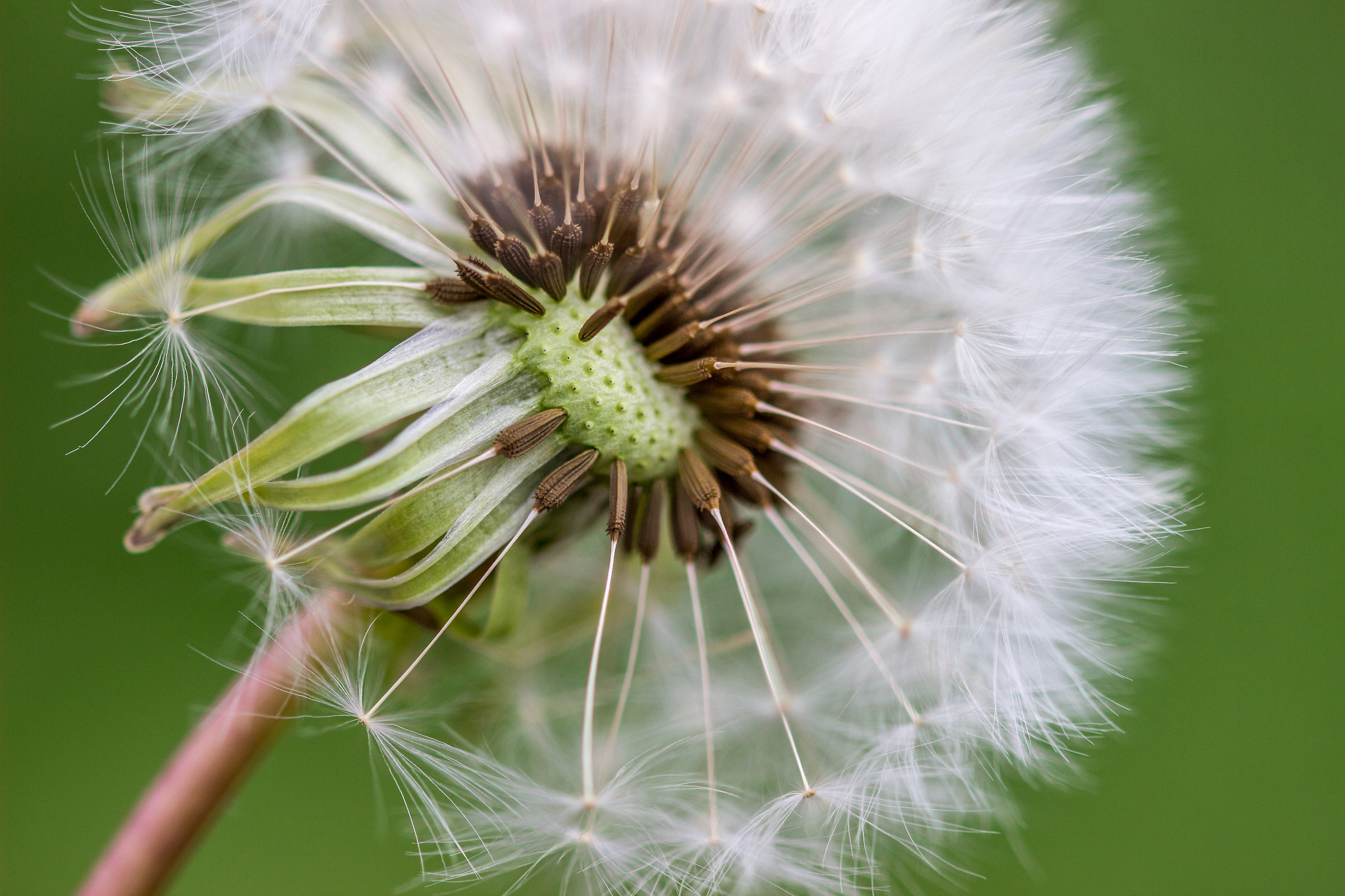 Dandelion close-up