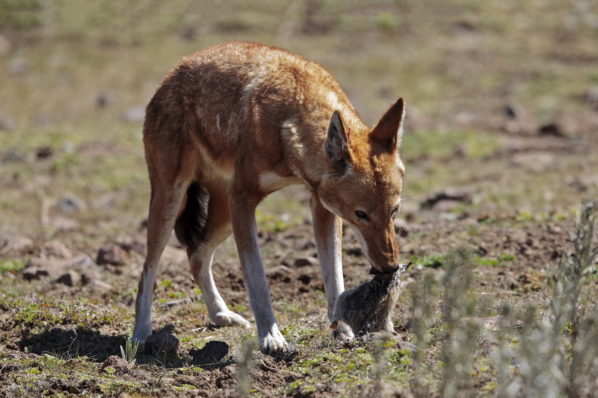 Simien's wolf with prey