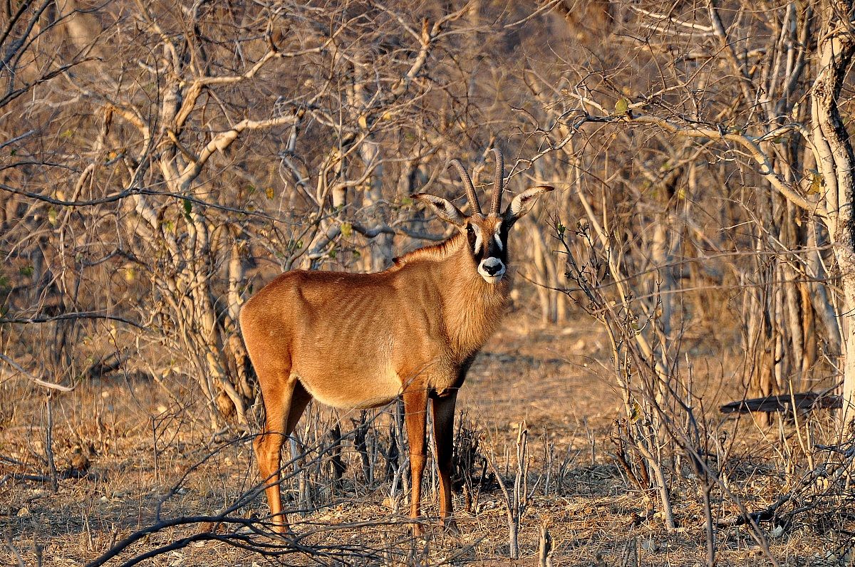 Sable antelope