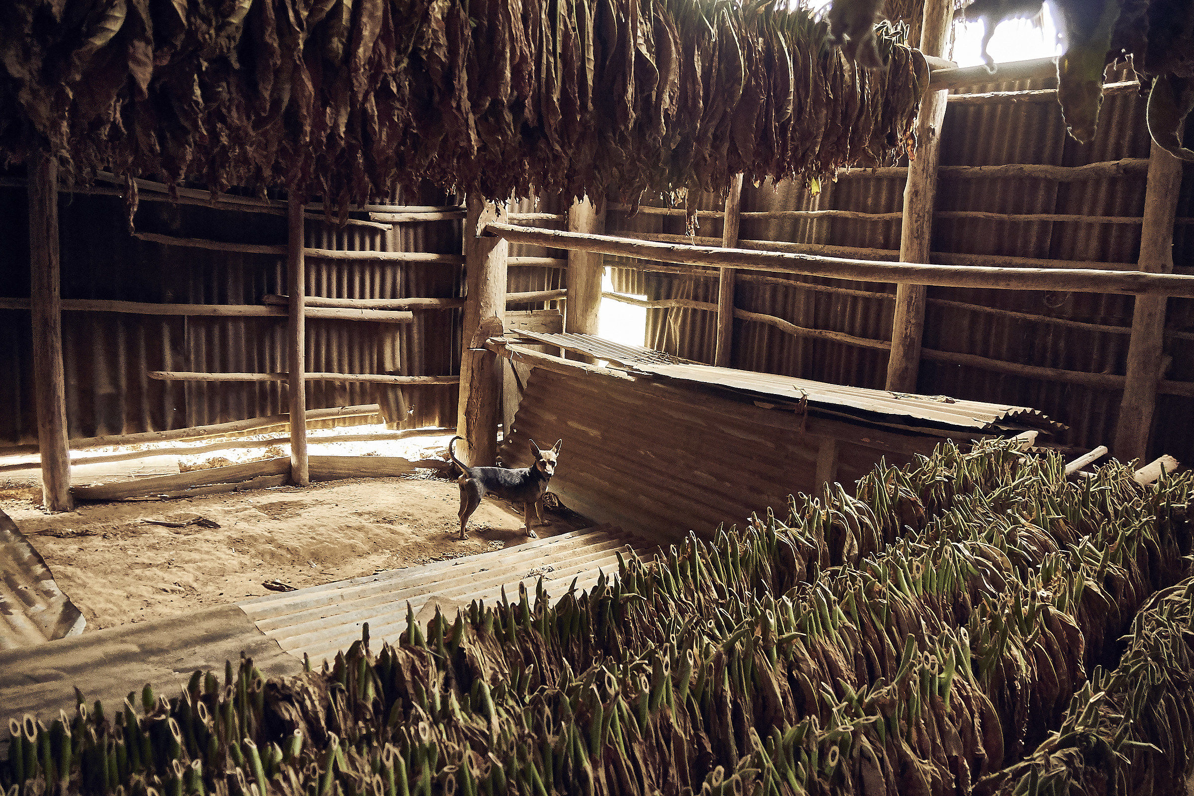 Guarding Tobacco in Vinales (Cuba)