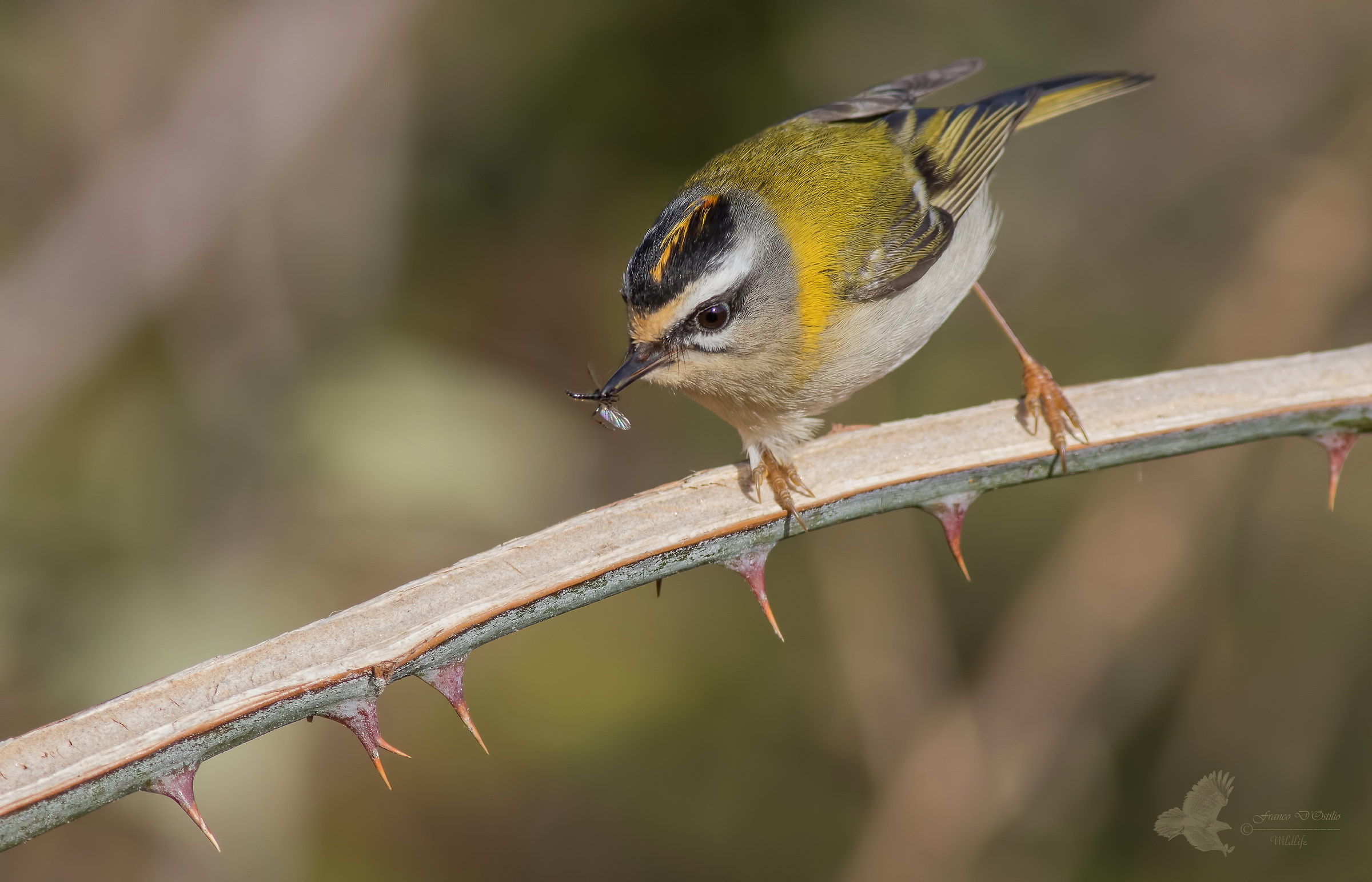 Firecrest