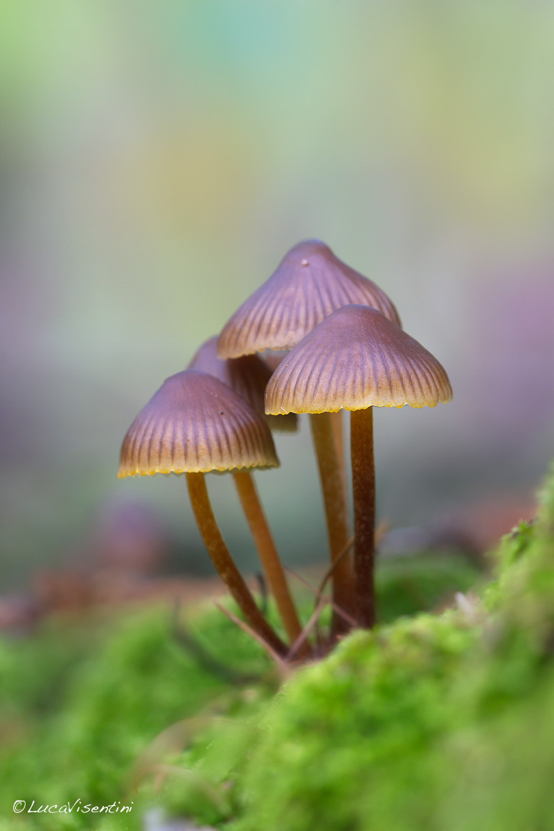 Mycena haematopus