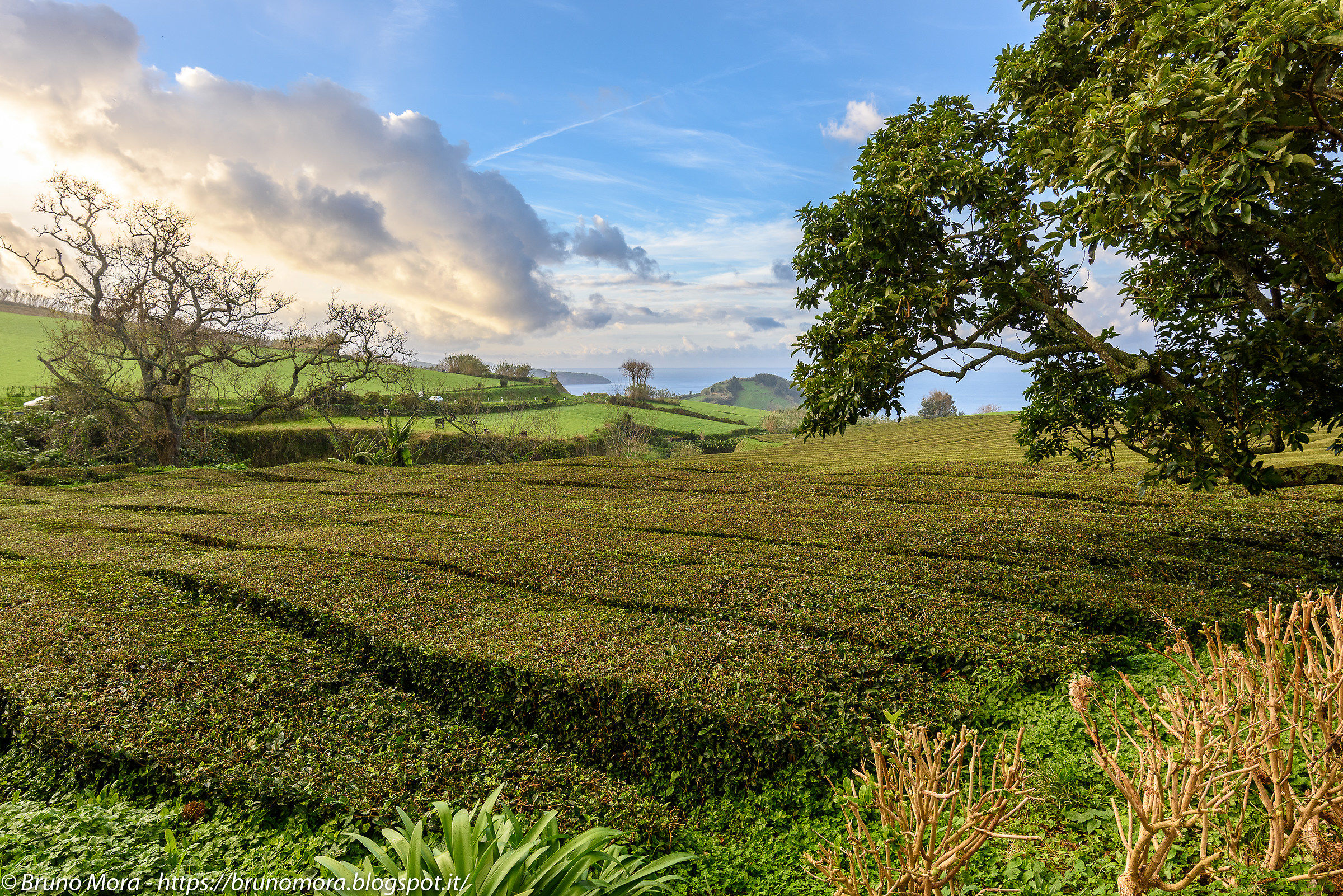 Tea fields, São Miguel Island, Azores