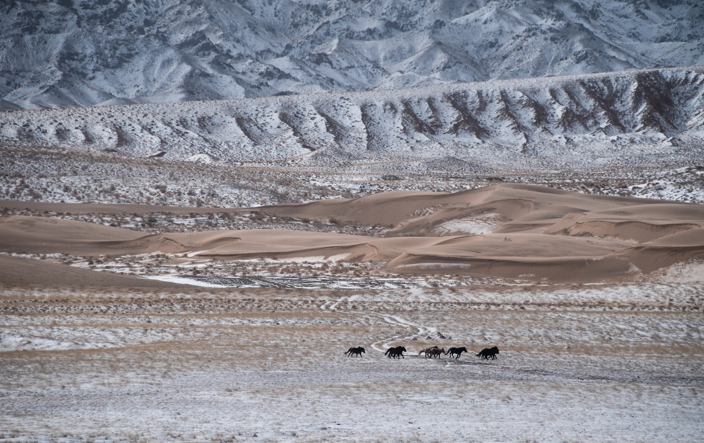 Mongolia - Deserto del Gobi innevato e cavalli selvaggi