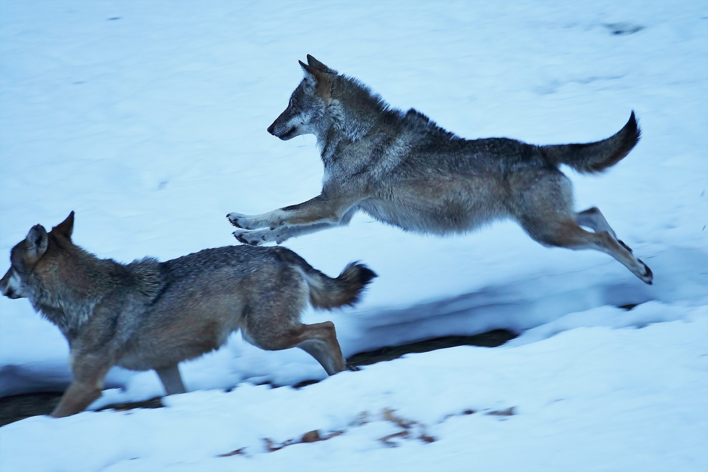 wolves in "movement" (center men and wolves of ent...