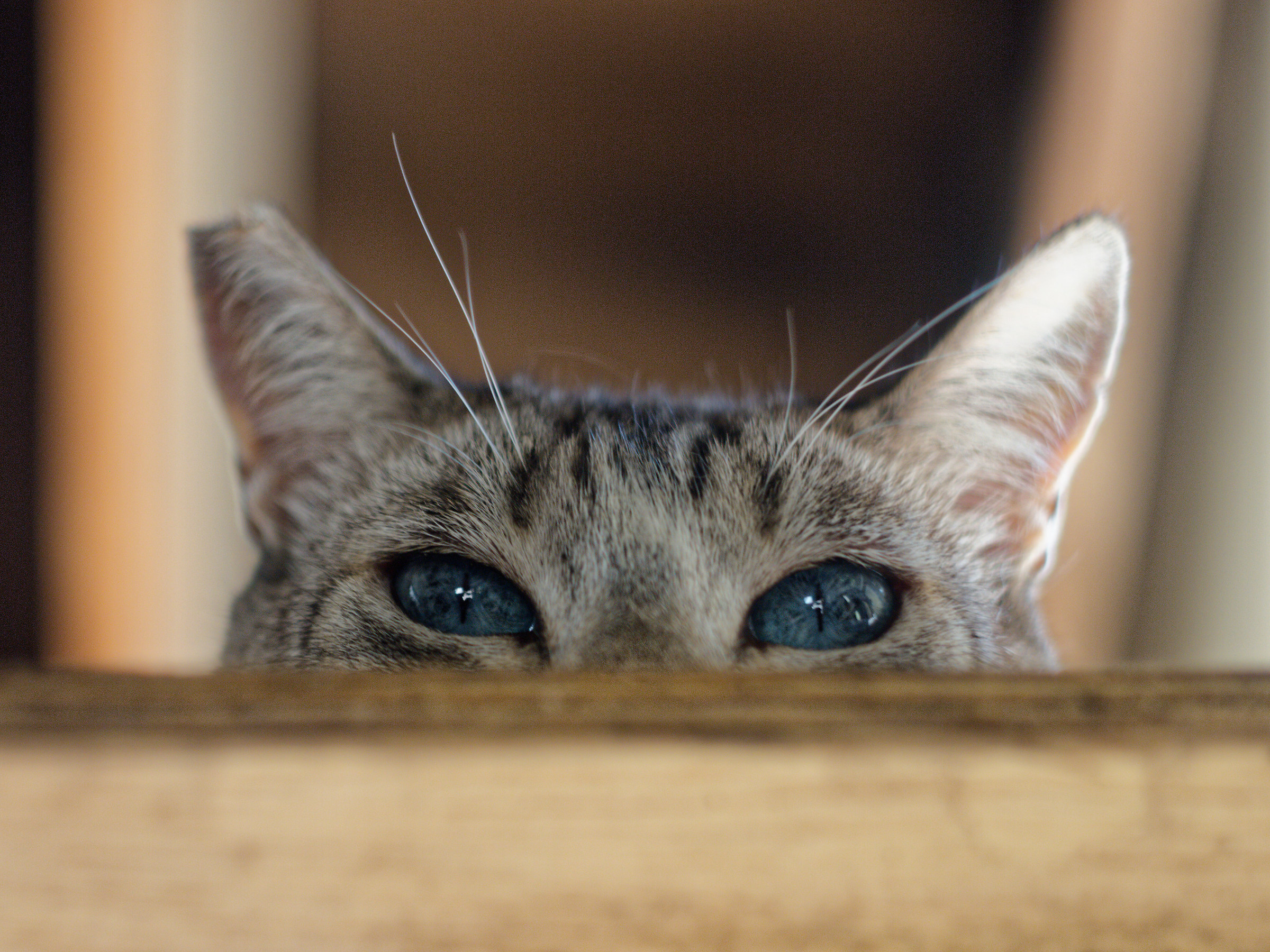 La mia stalker preferita