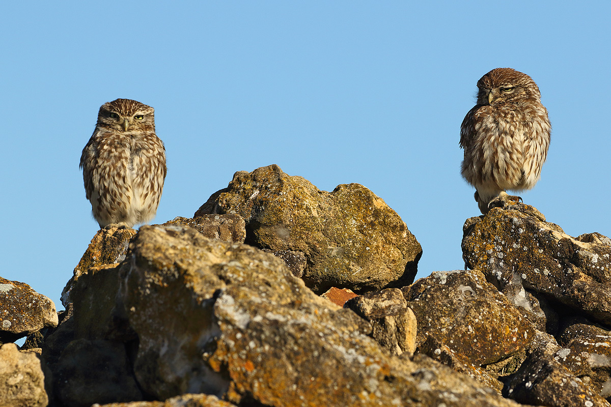 Pair of owls