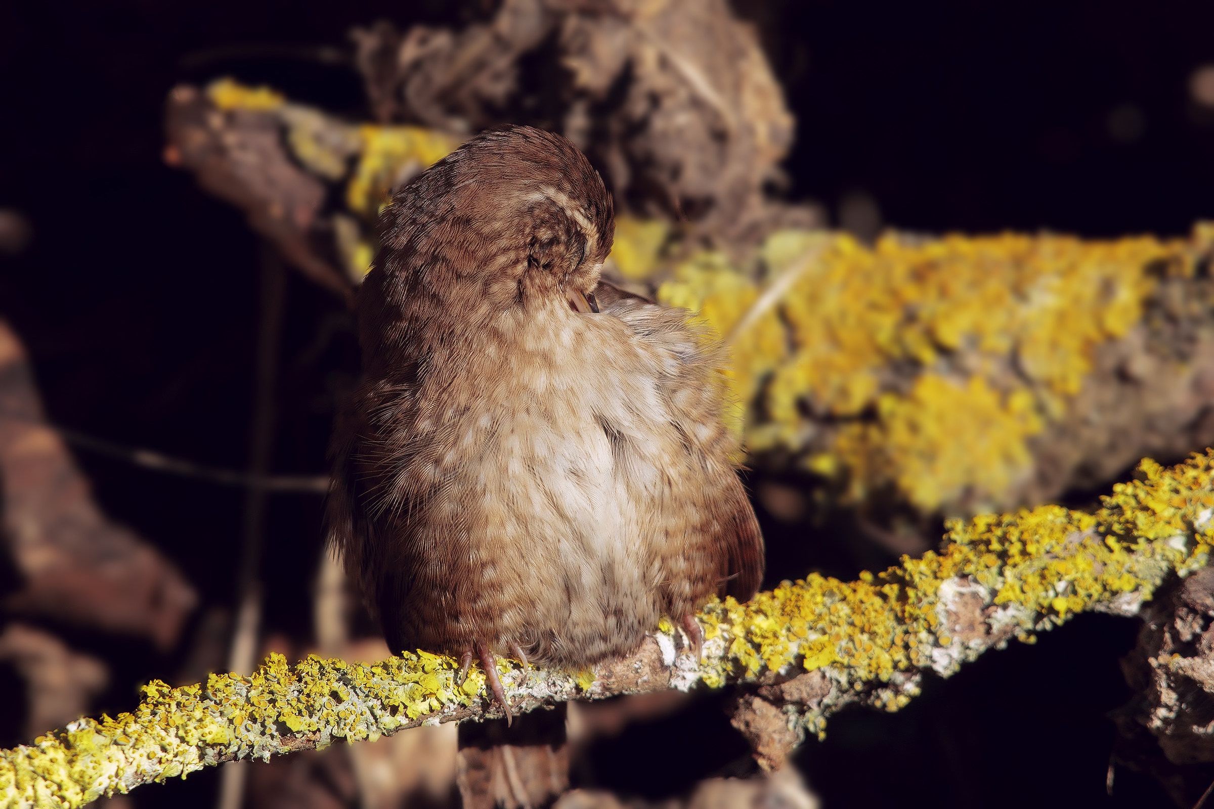 pulizie mattutine....