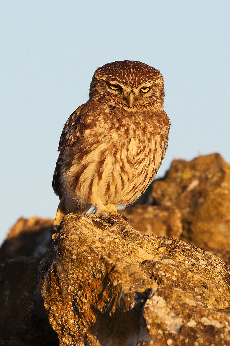 Owl at sunset