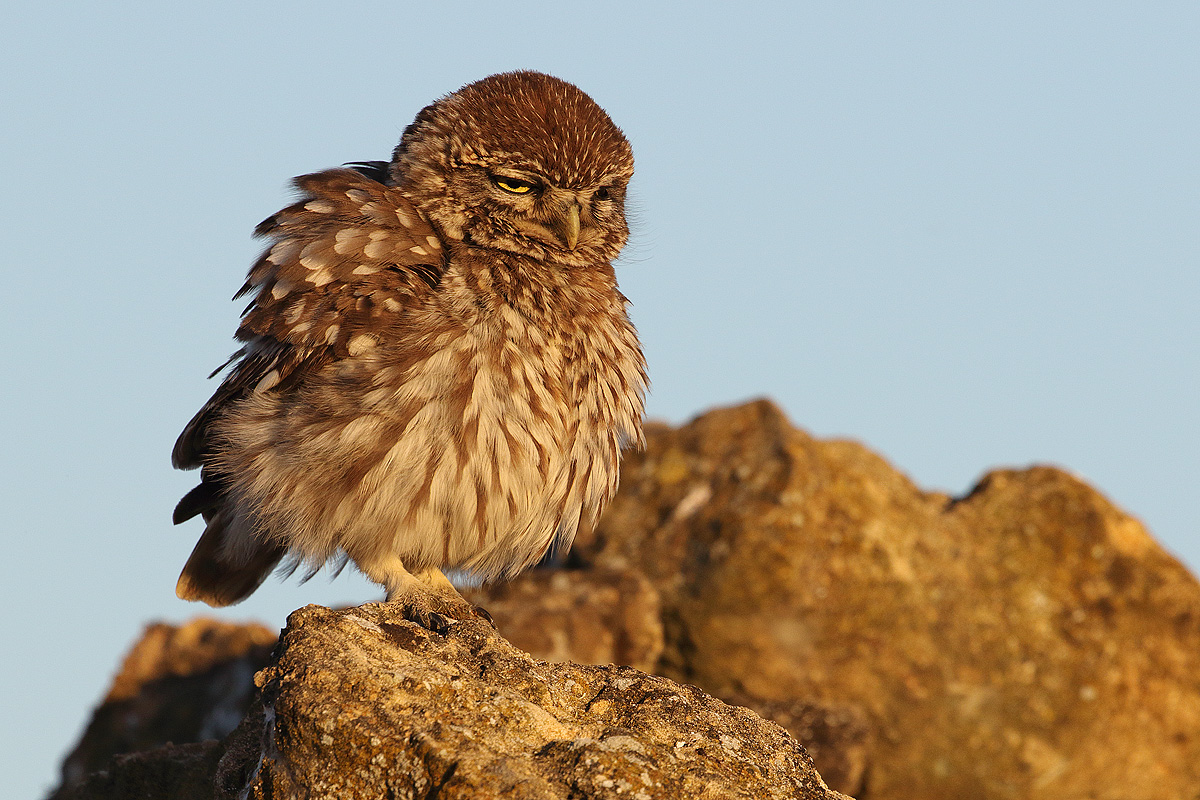 Owl at sunset