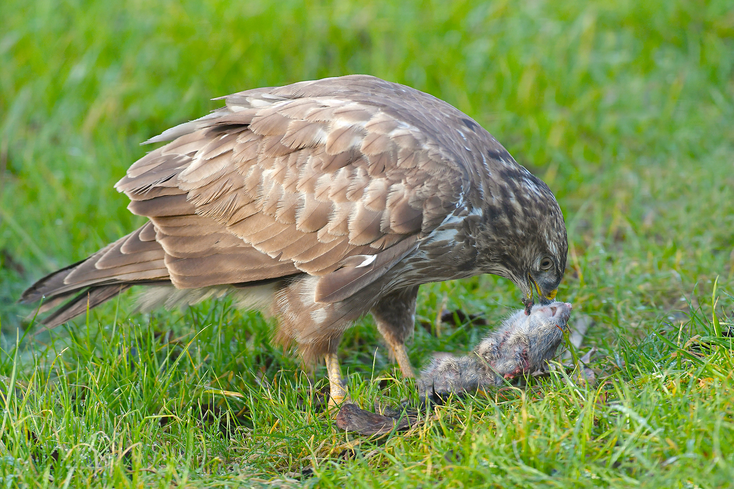 Storie di piume ...Predazione...  ( Poiana )