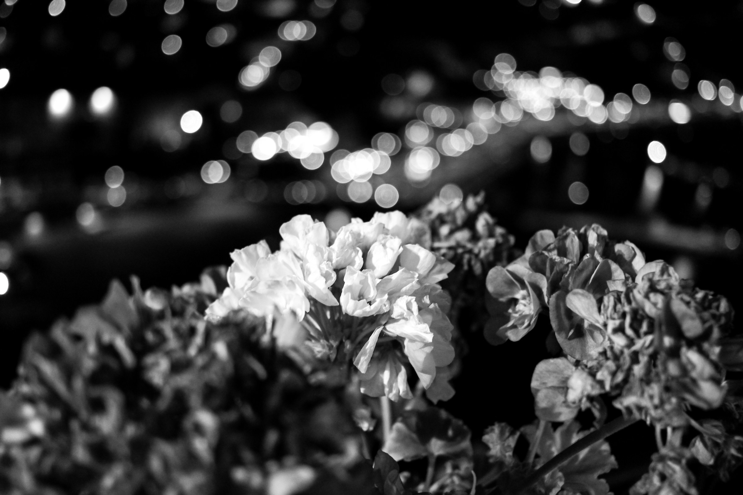 Dettagli in B&N - prova con il 24mm