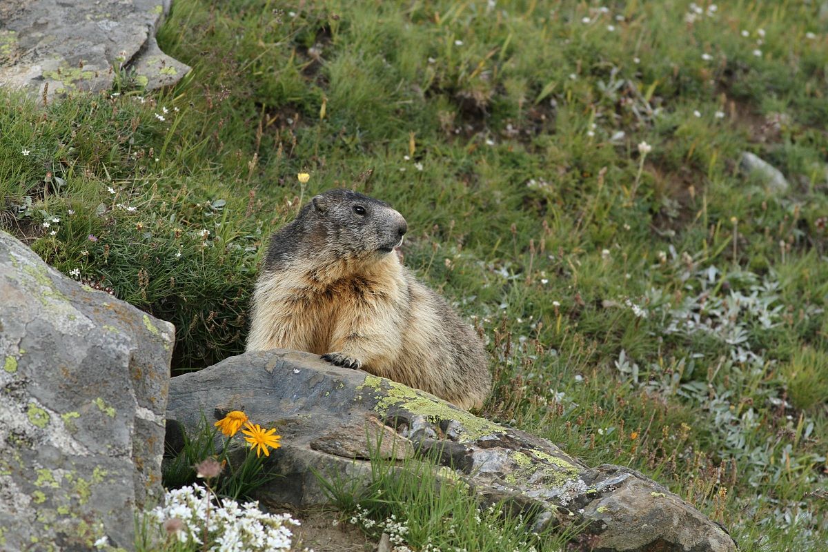in posa ,,,come una modella