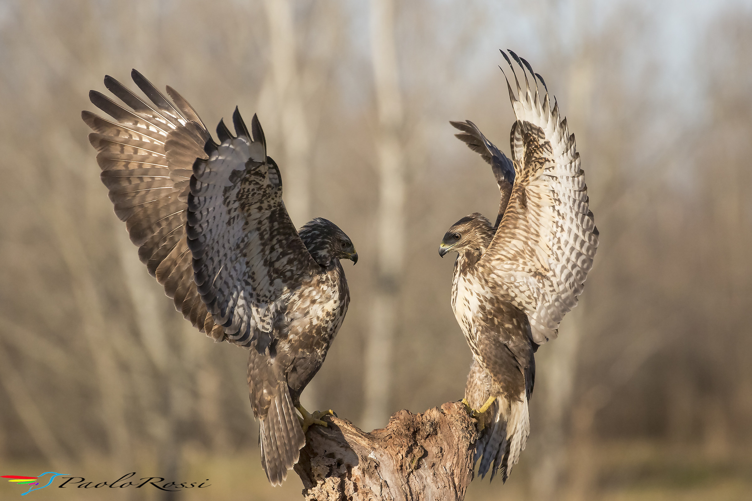 Fight between queens