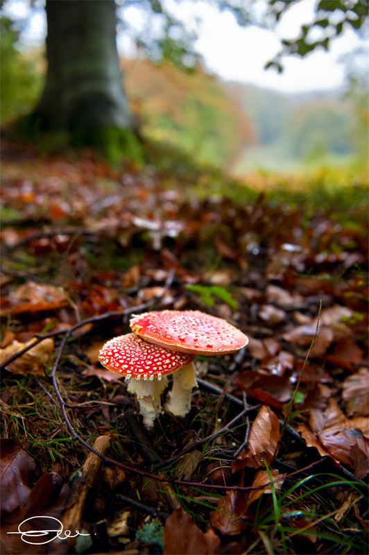 Amanita Muscaria