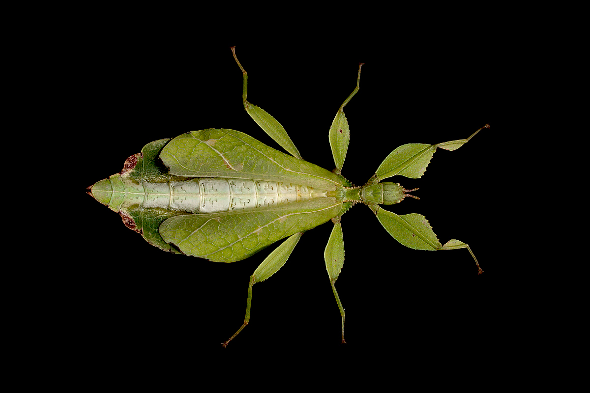 Leaf insect
