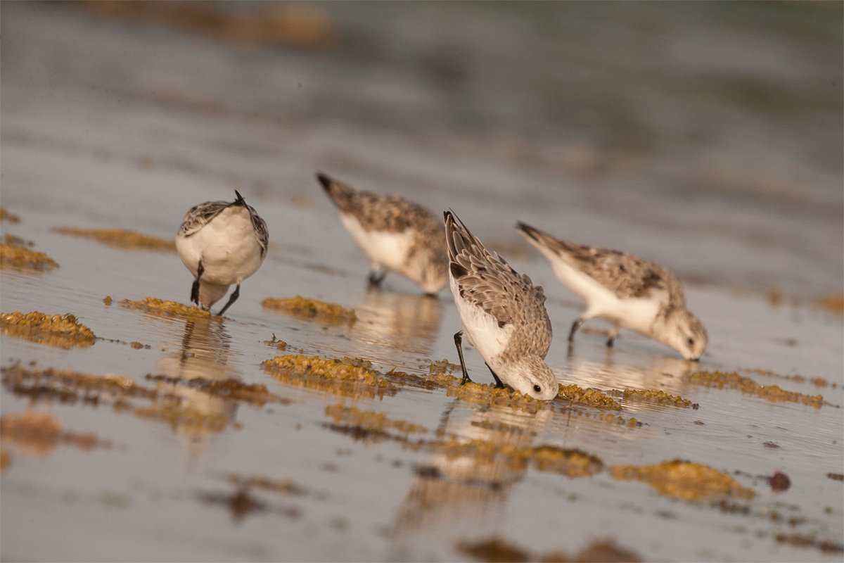 sandpiper 2