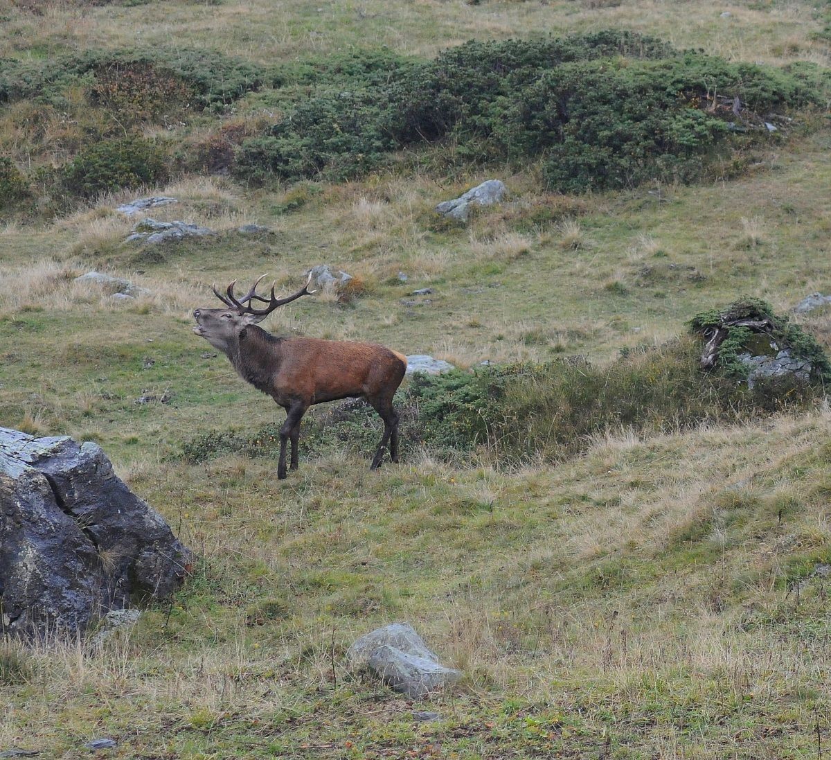 bramito