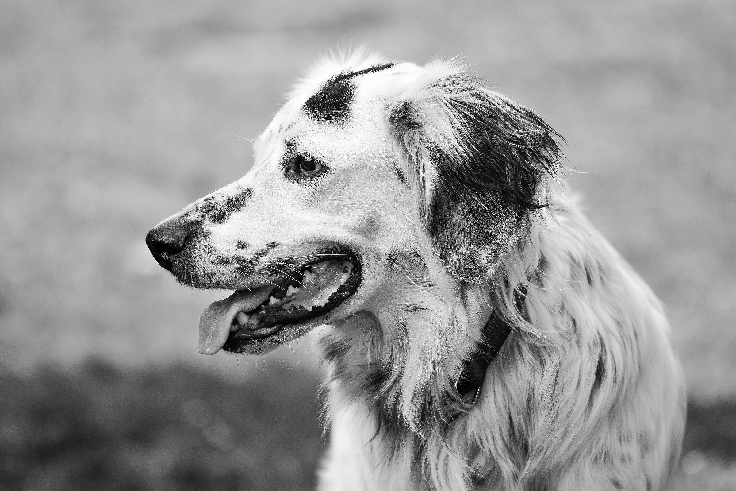 black and white profile ....................