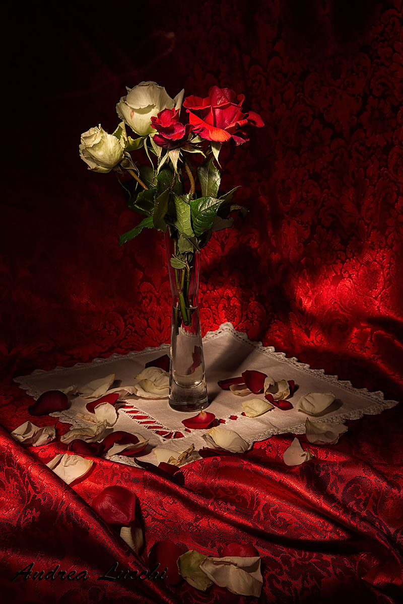 le rose d' inverno del mio giardino