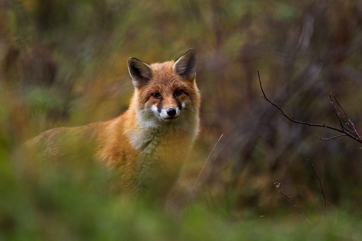 apparizione al tramonto