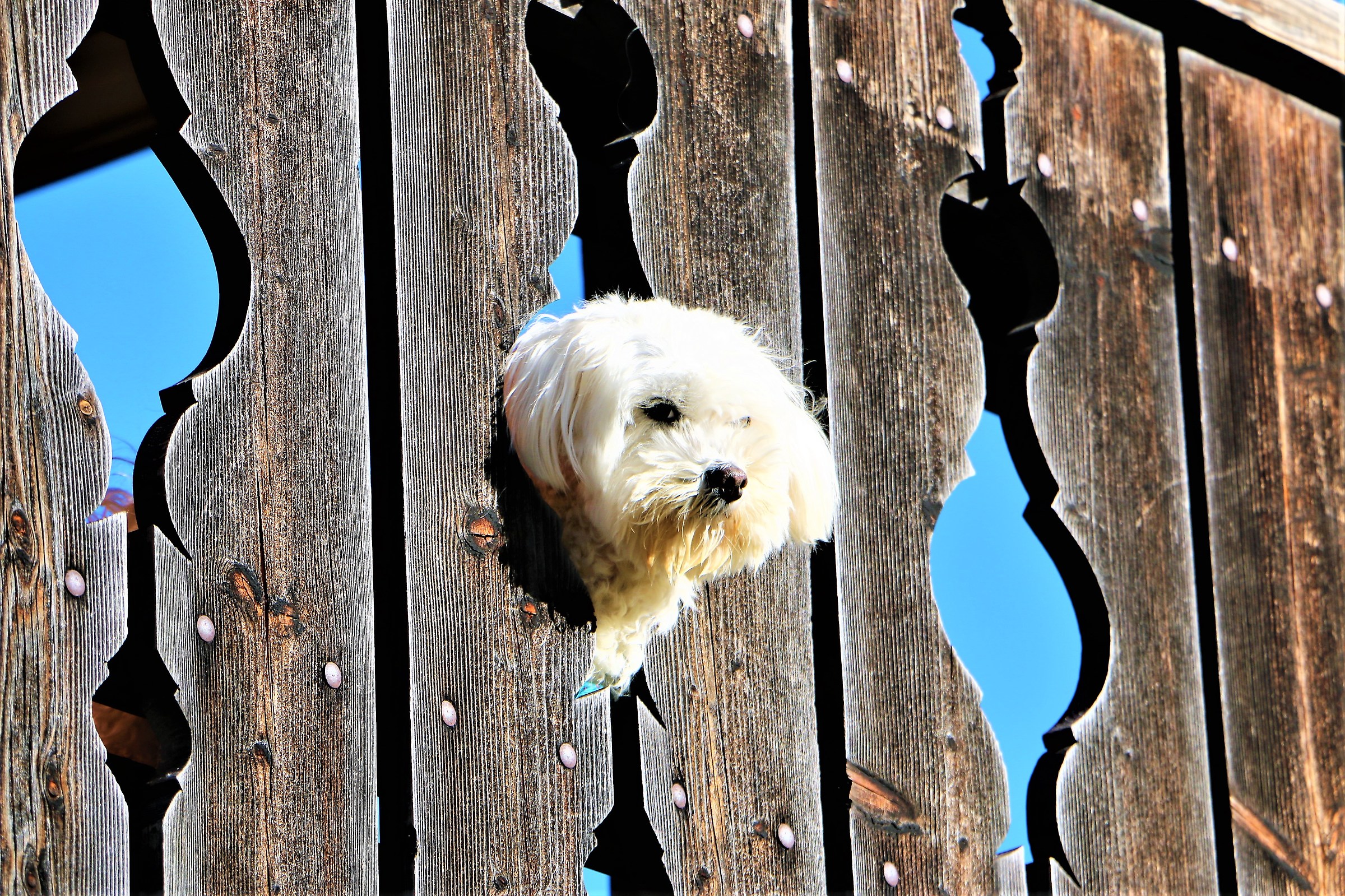 " Let's play hide and seek?"