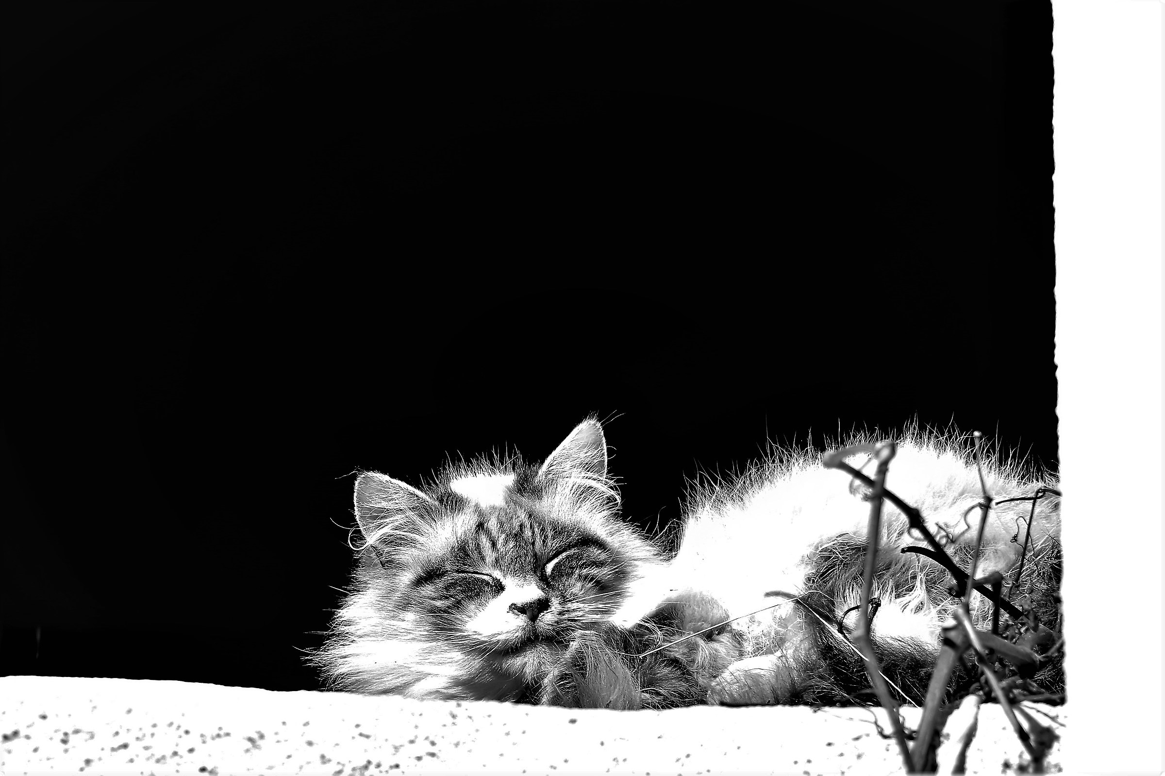 Let yourself be guided by my purr.