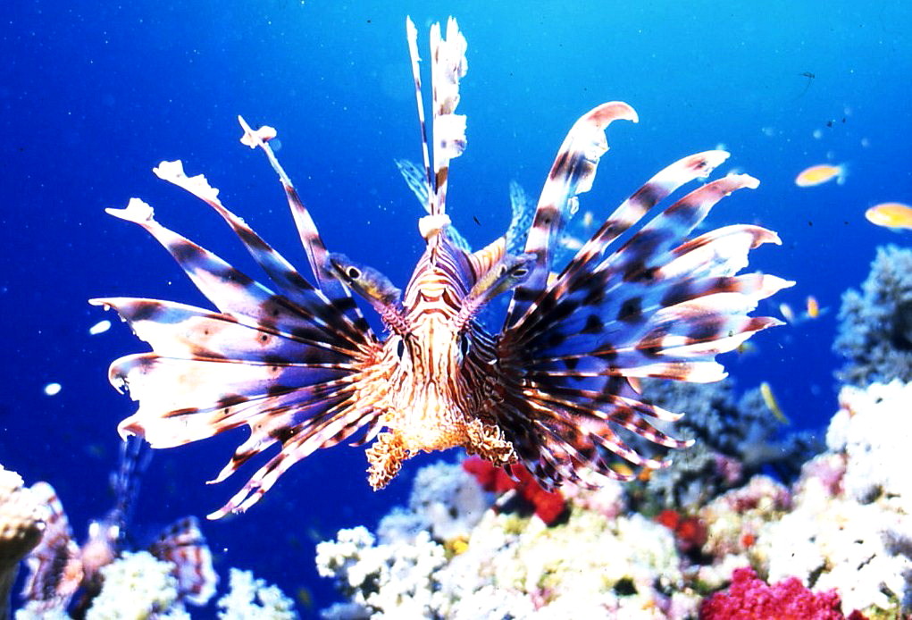 Pesce Scorpione/Leone