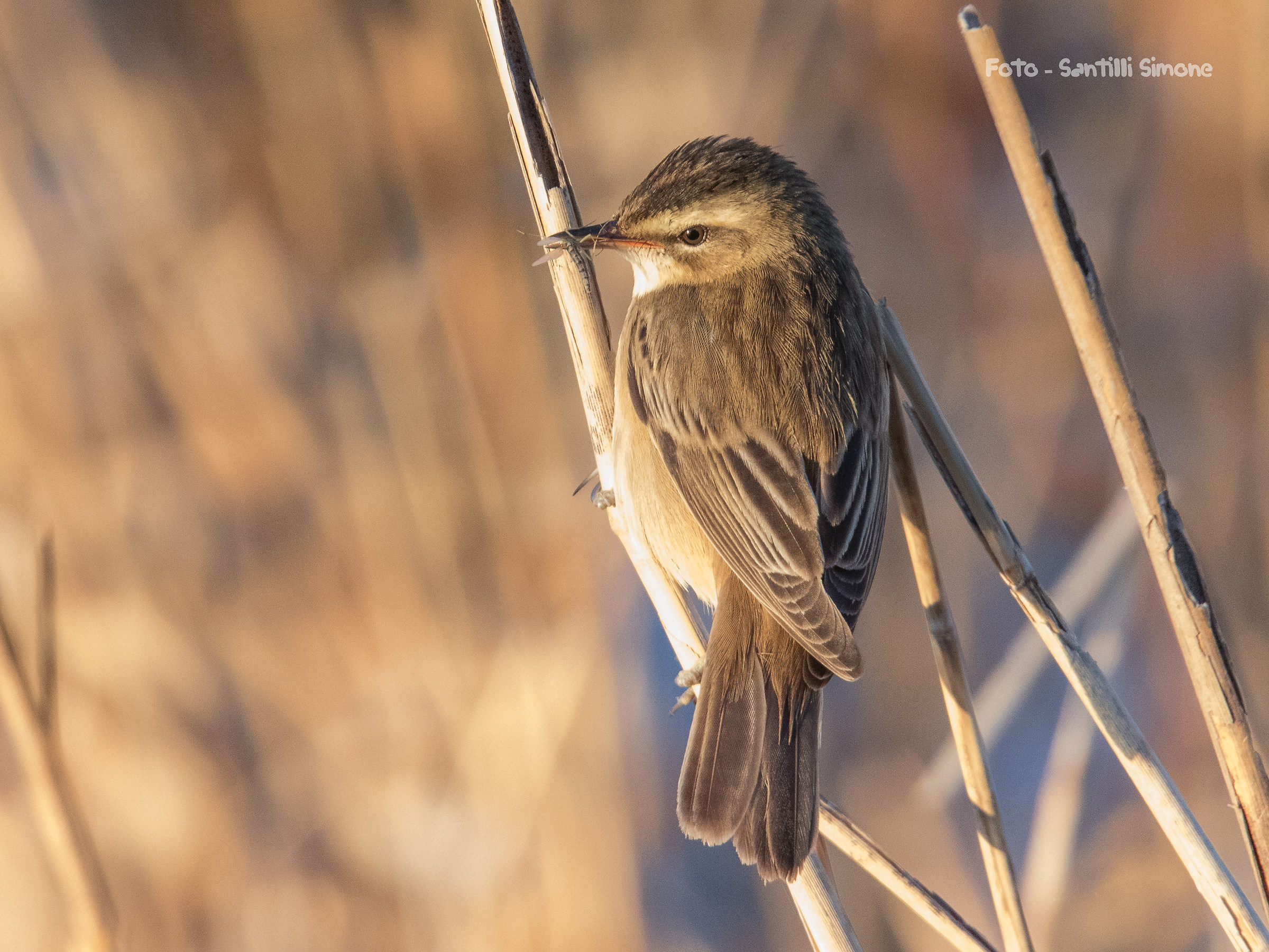 warm lights in the reeds ...