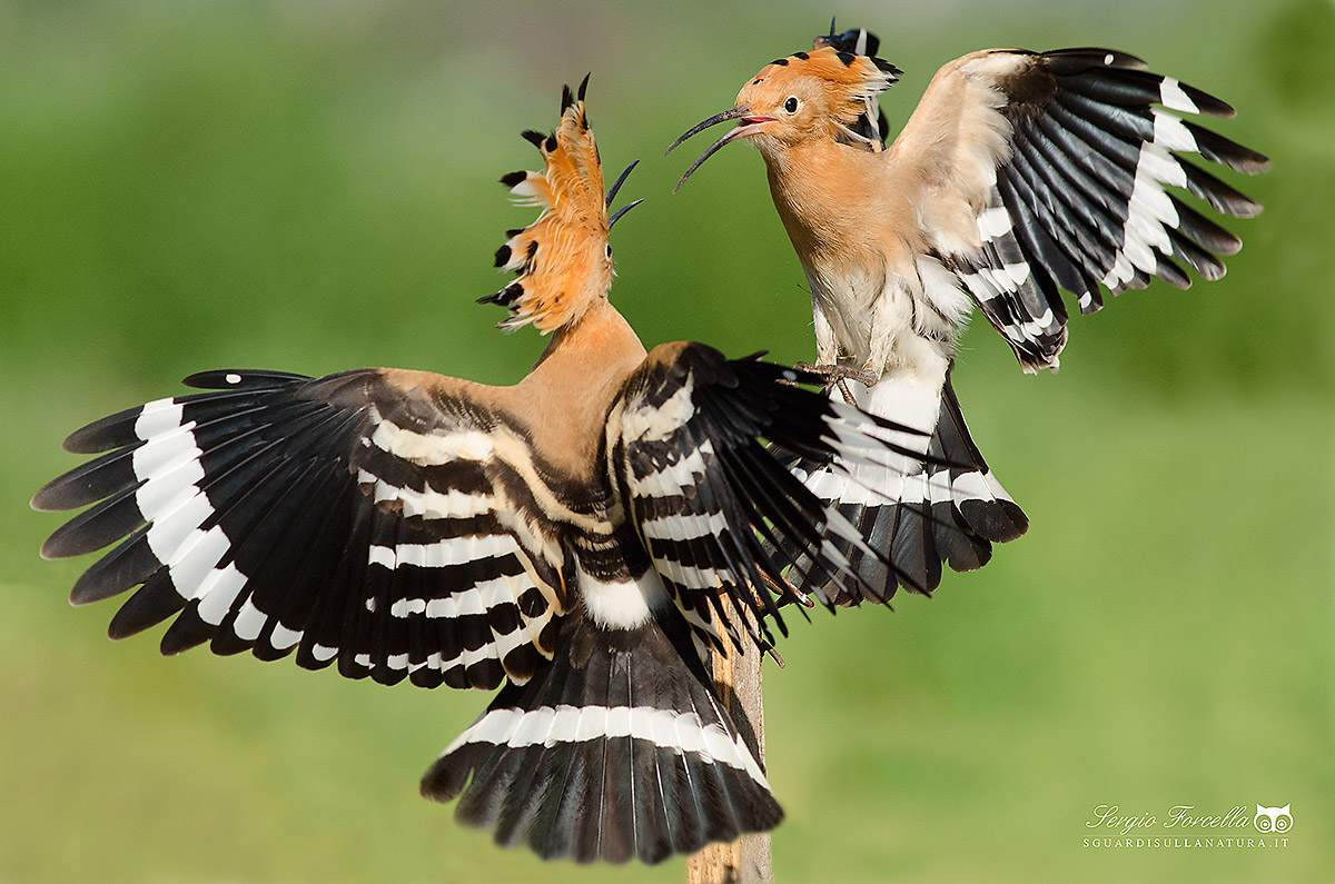 Confrontation between Upupe