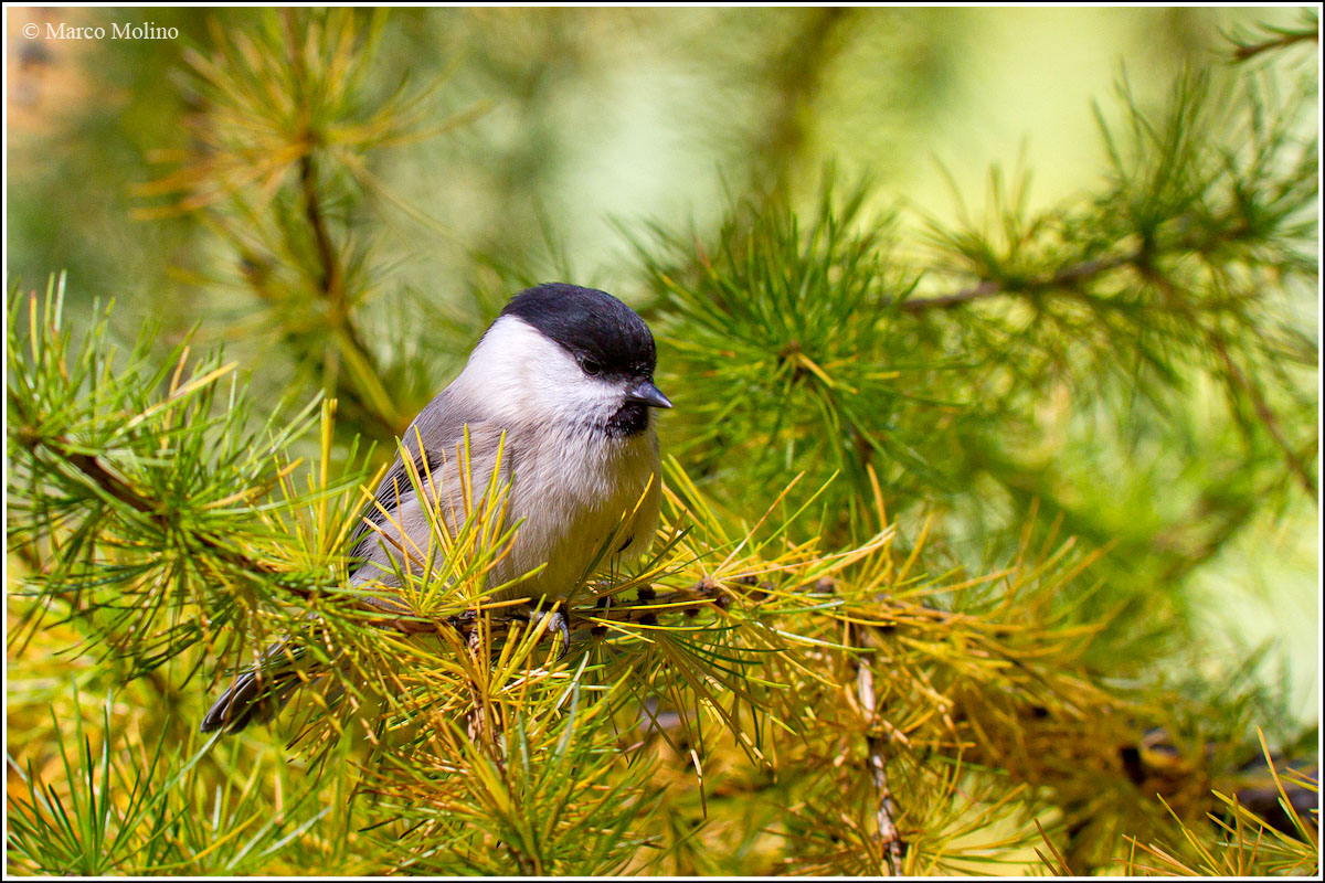 Parus montanus - Cincia bigia alpestre