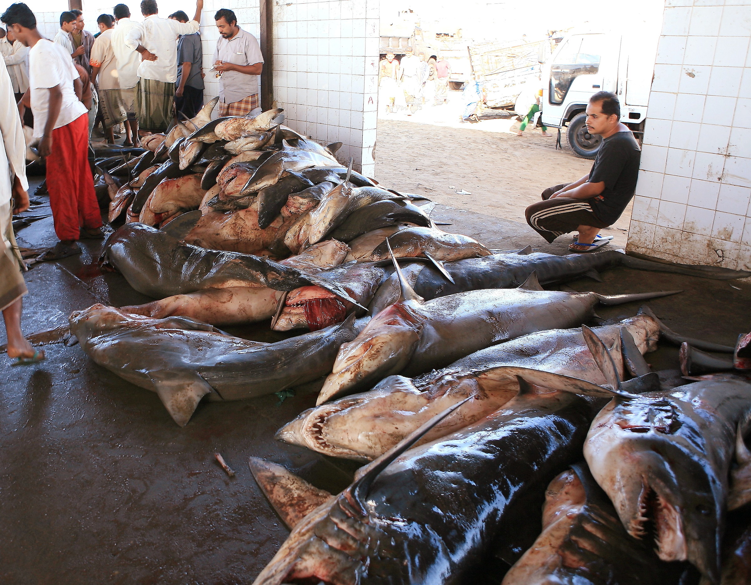 Mercato pesce a Mukalla (un colpo al cuore), Yemen