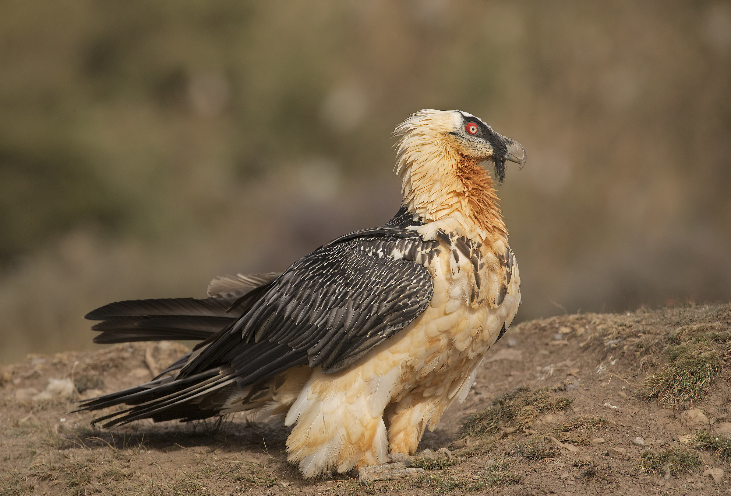 bearded vulture (gypaetus barbatus)