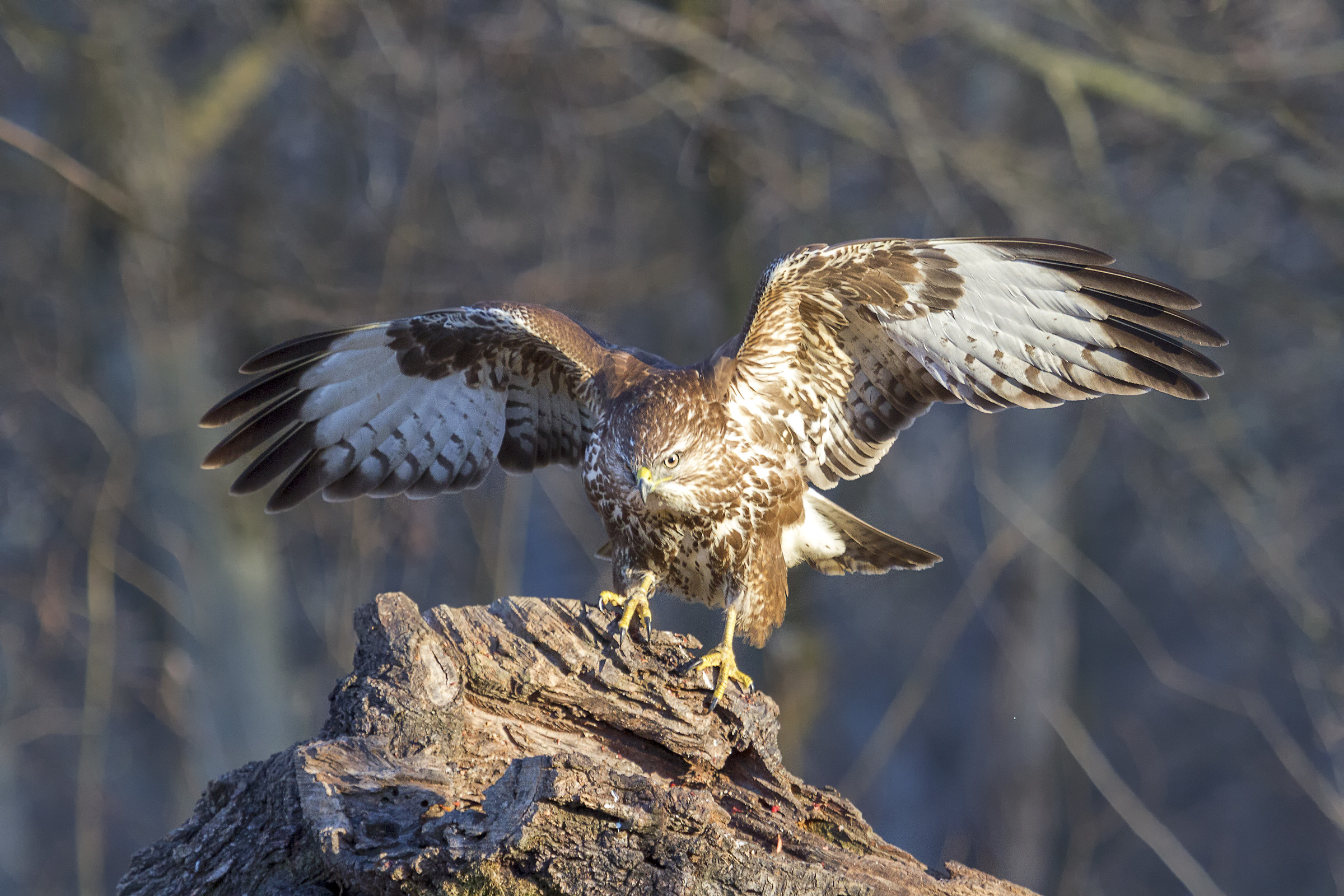 Buzzard