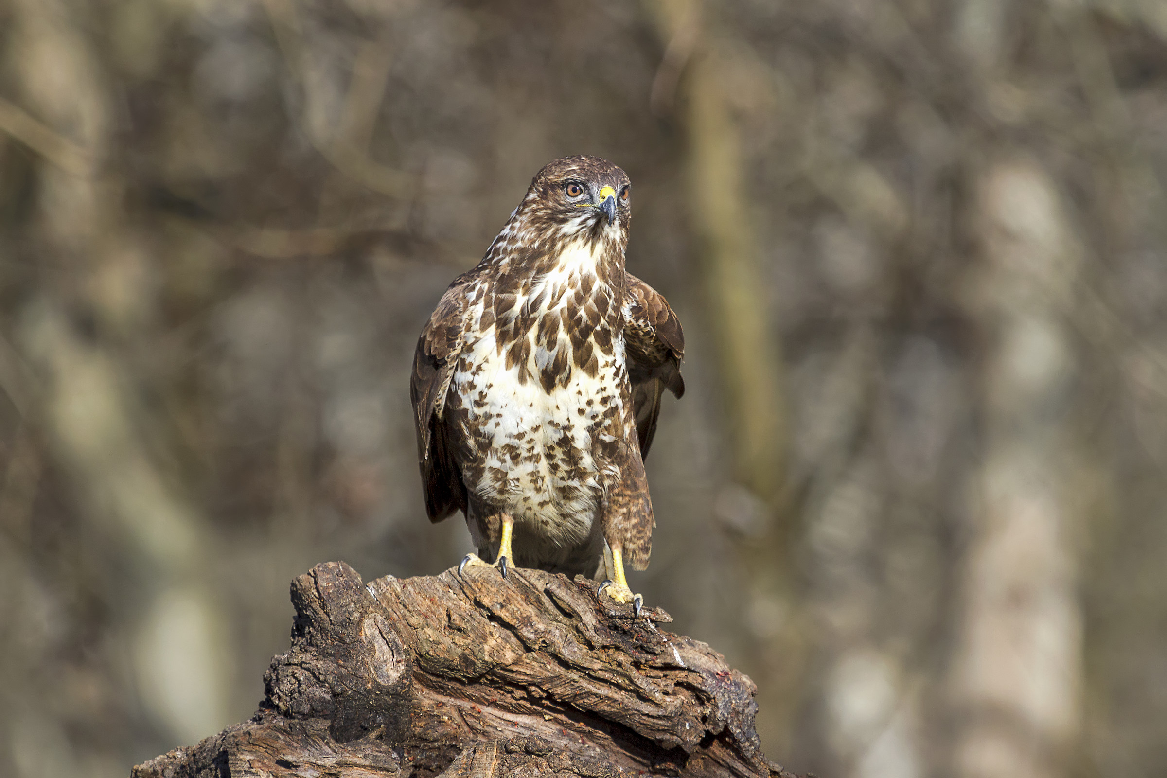 Buzzard