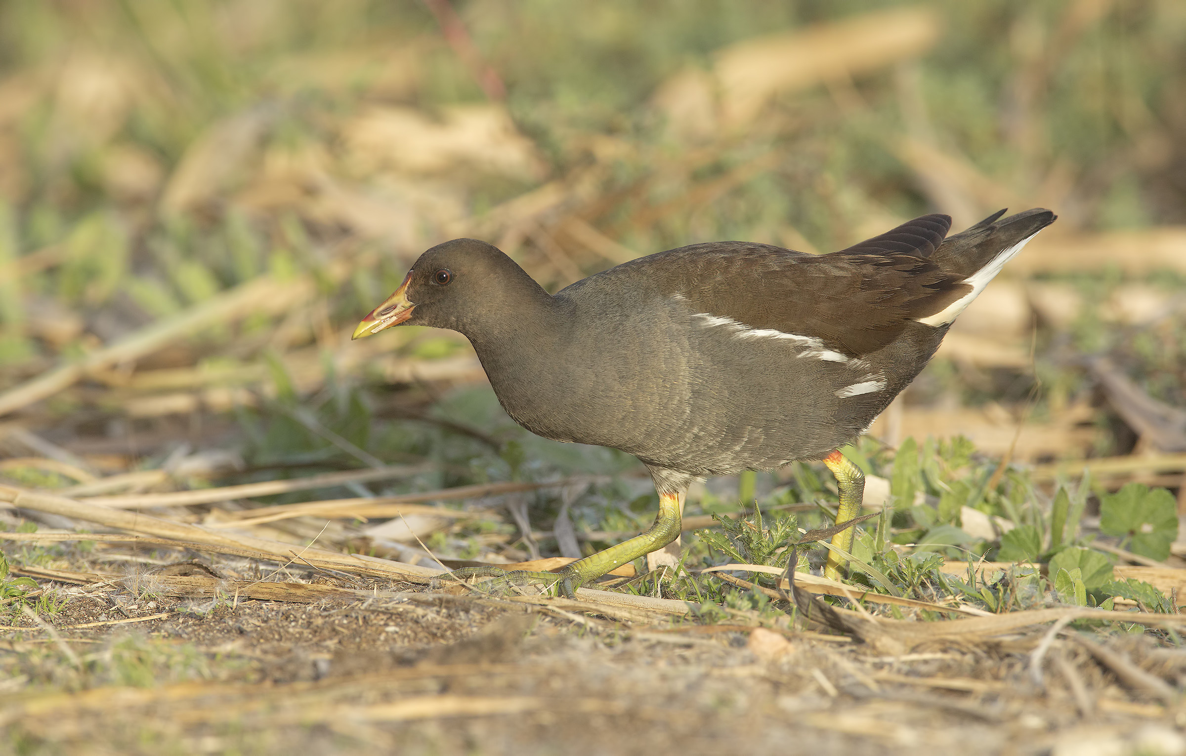 little chicken ... very little wild