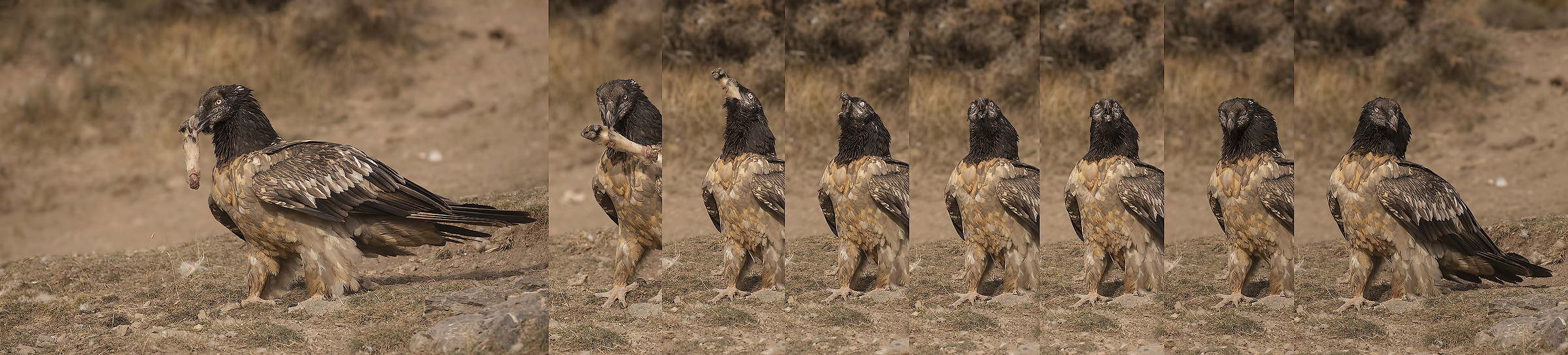 the monster ... he ingles stuff he does not believe